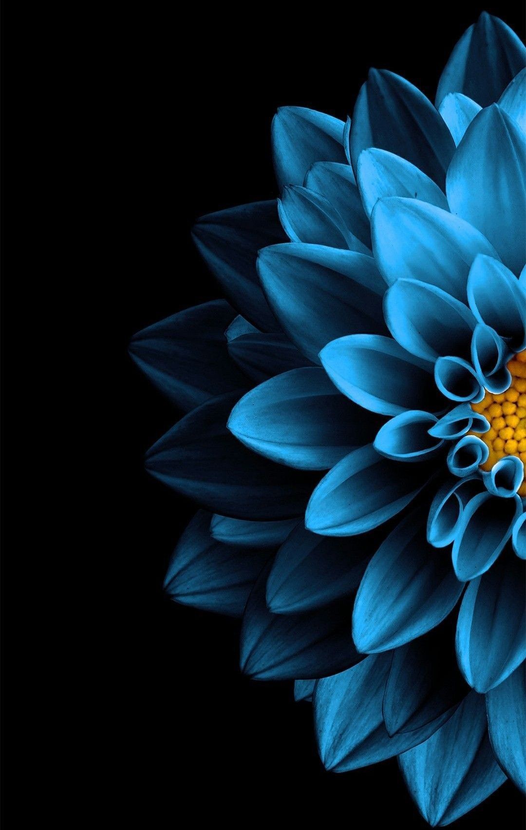 Black And Blue Flower Wallpapers