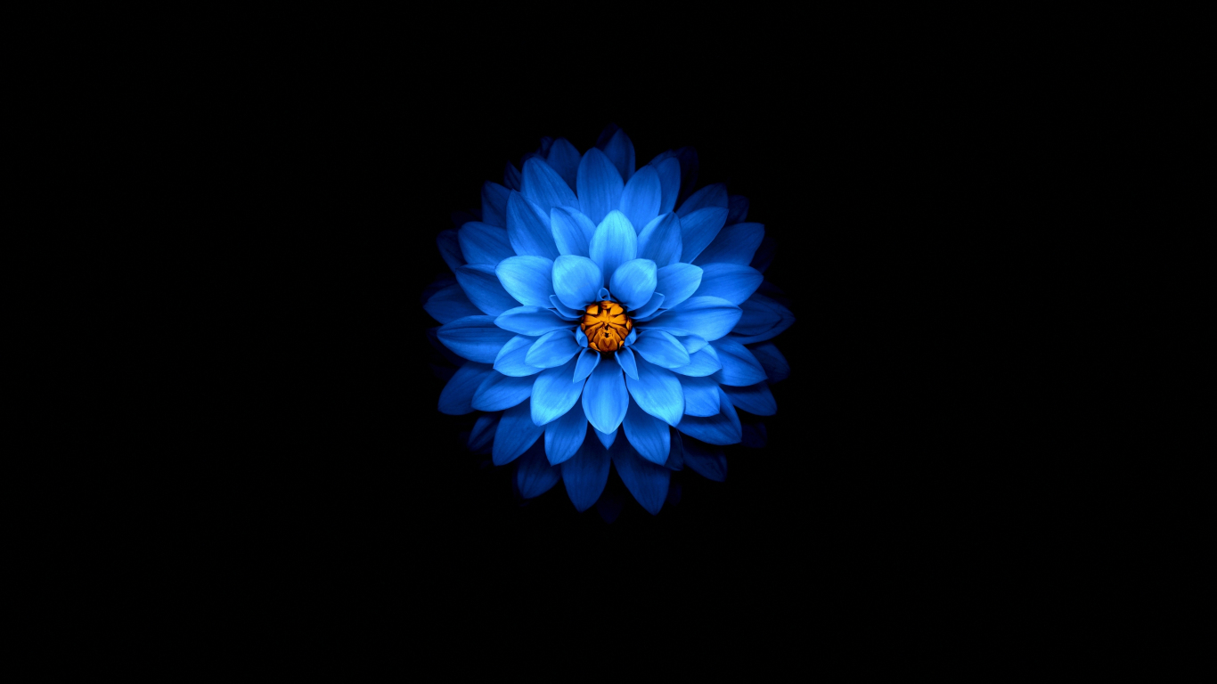 Black And Blue Flower Wallpapers