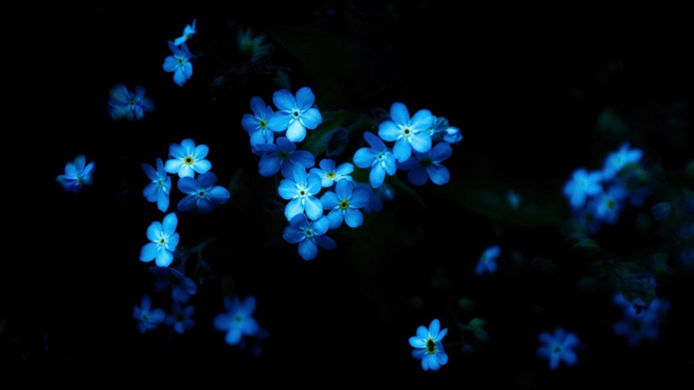 Black And Blue Flower Wallpapers