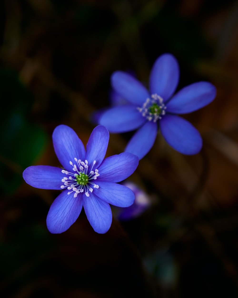 Black And Blue Flower Wallpapers