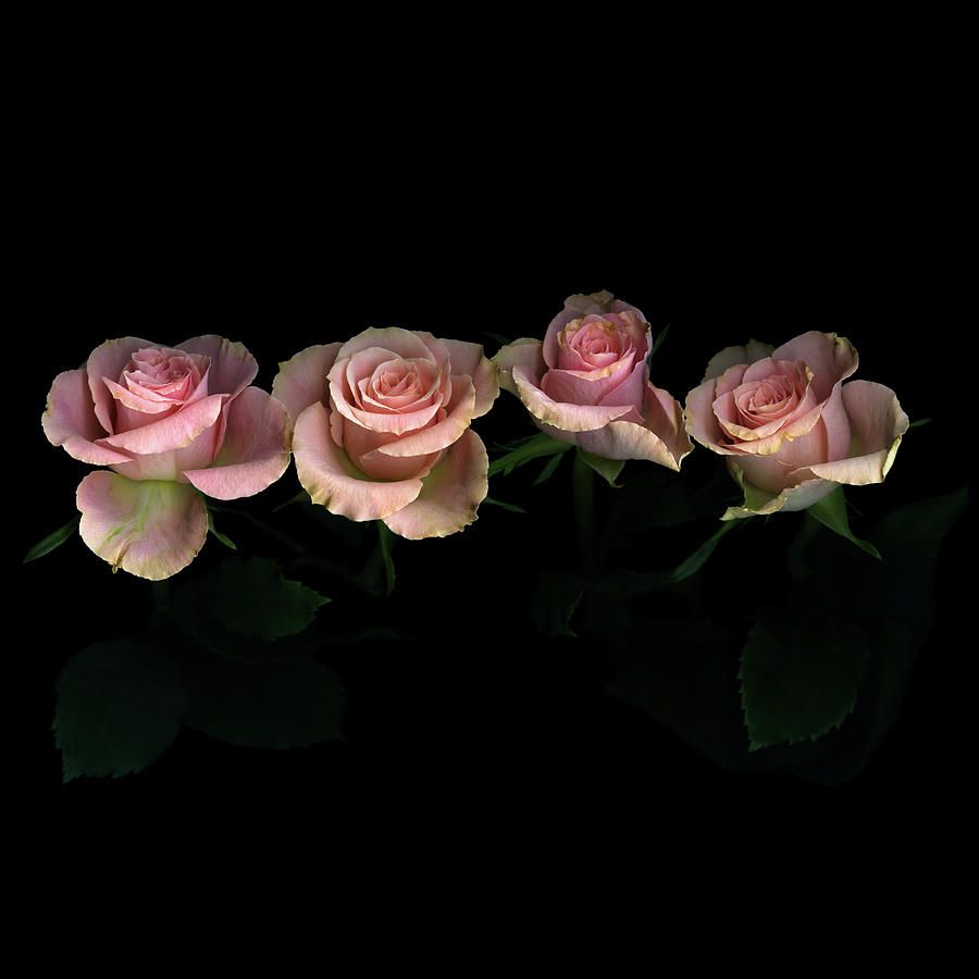 Black And Pink Rose Wallpapers