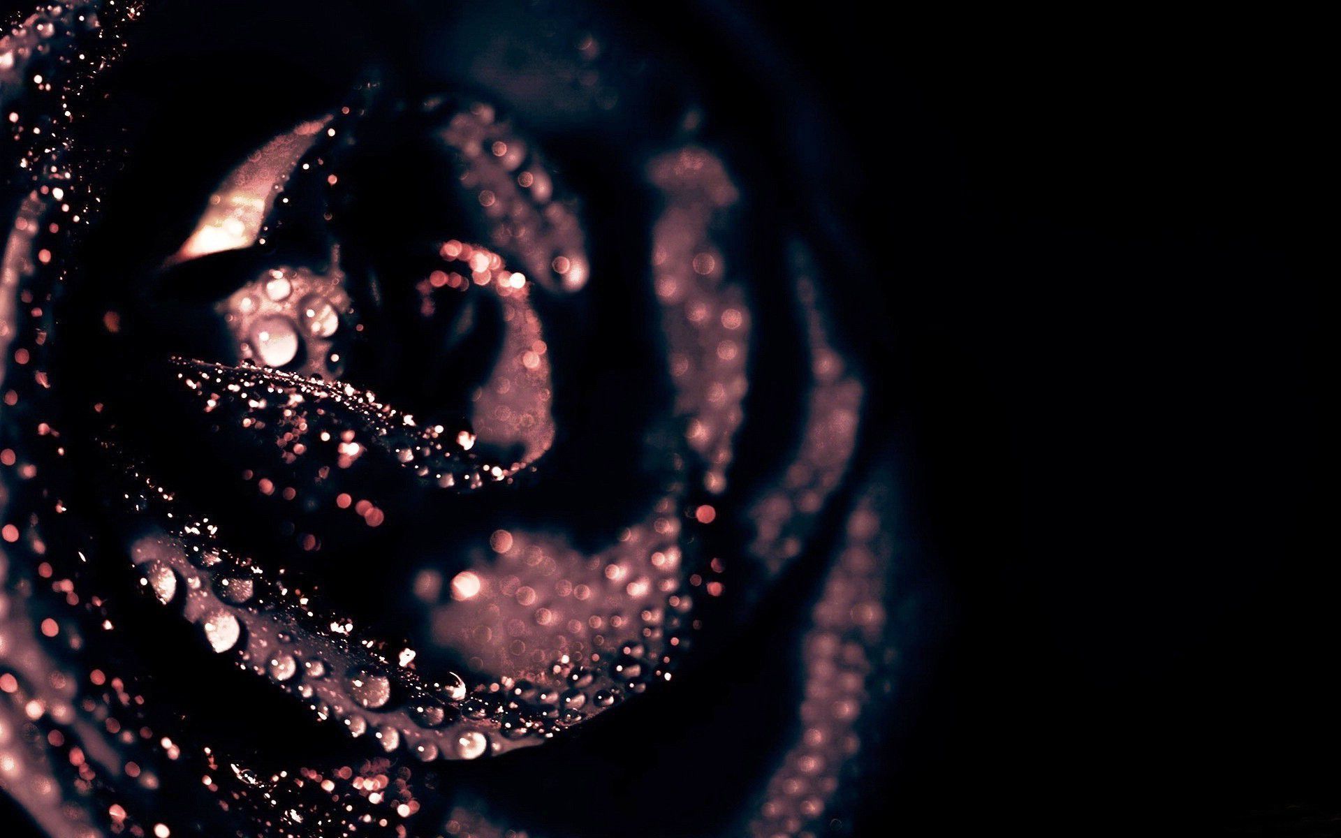 Black And Pink Rose Wallpapers