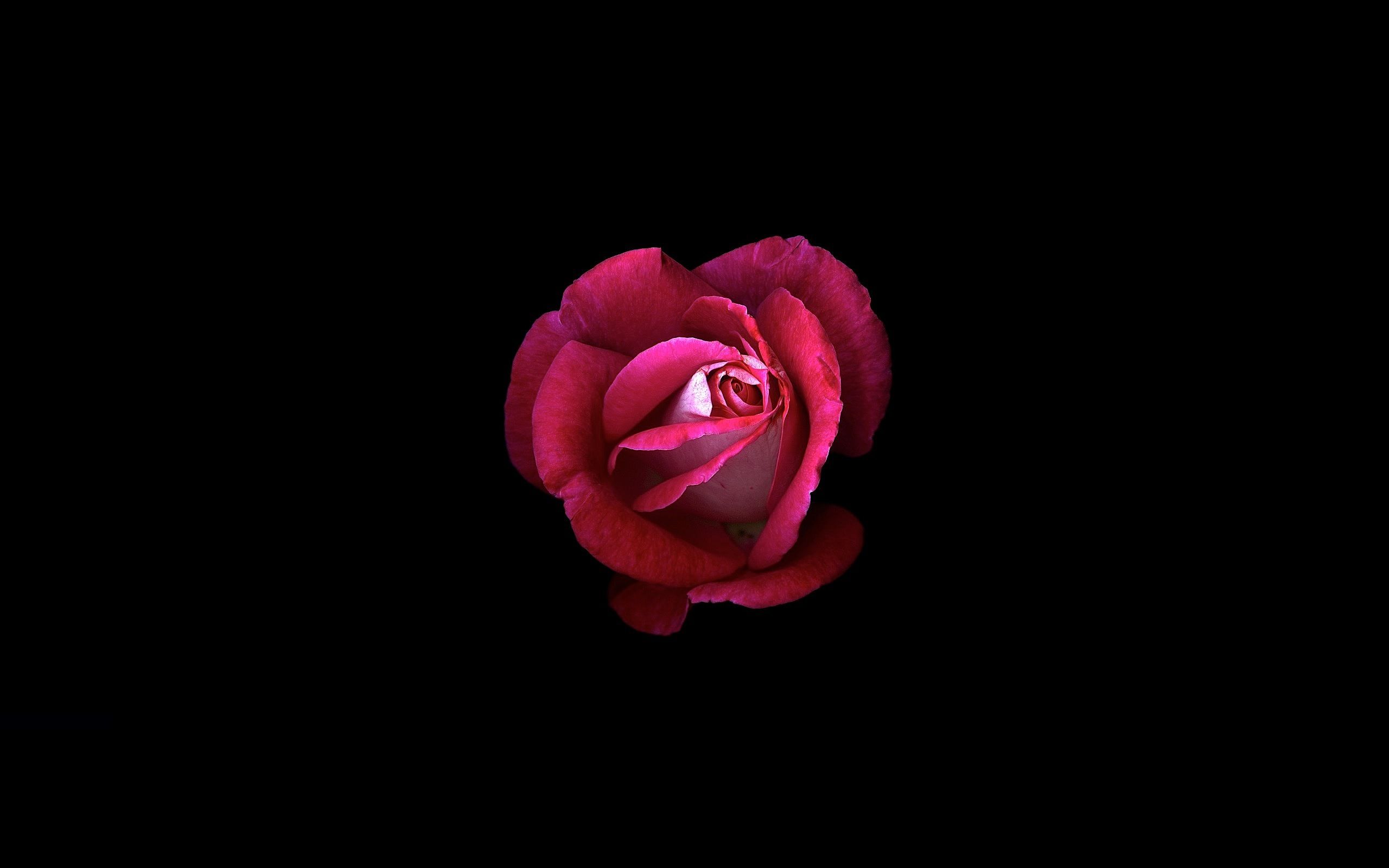 Black And Pink Rose Wallpapers