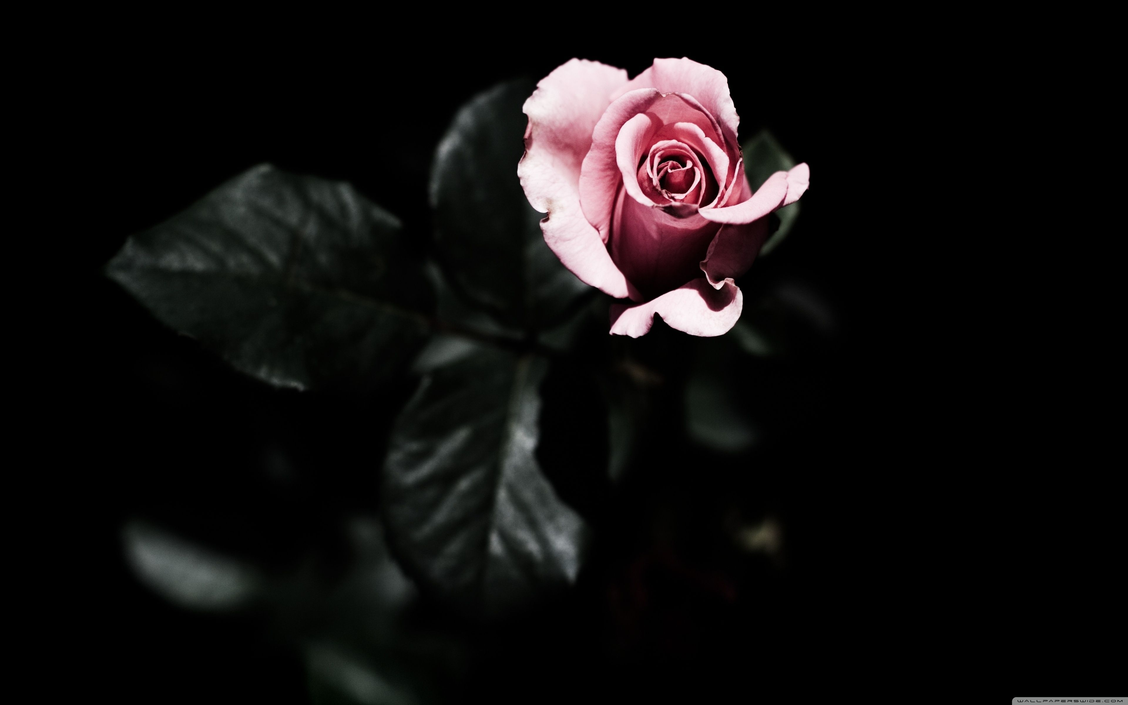 Black And Pink Roses Wallpapers