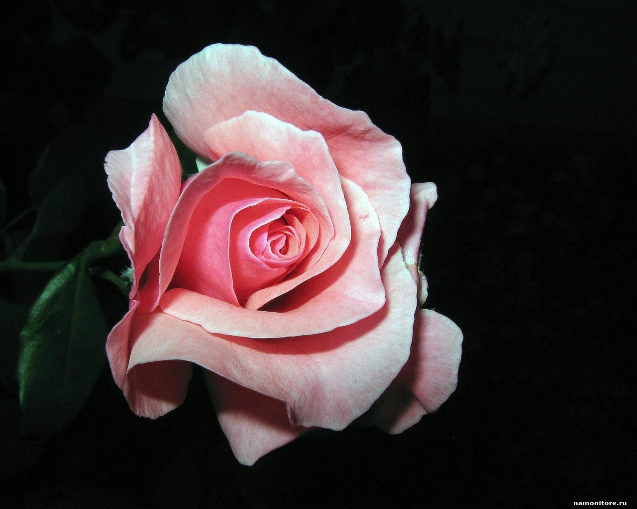 Black And Pink Roses Wallpapers