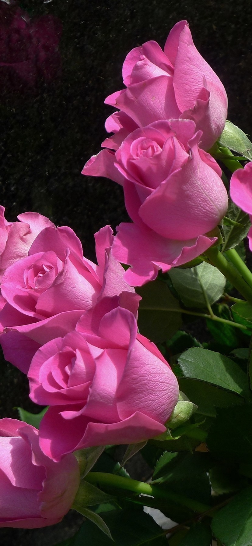 Black And Pink Roses Wallpapers