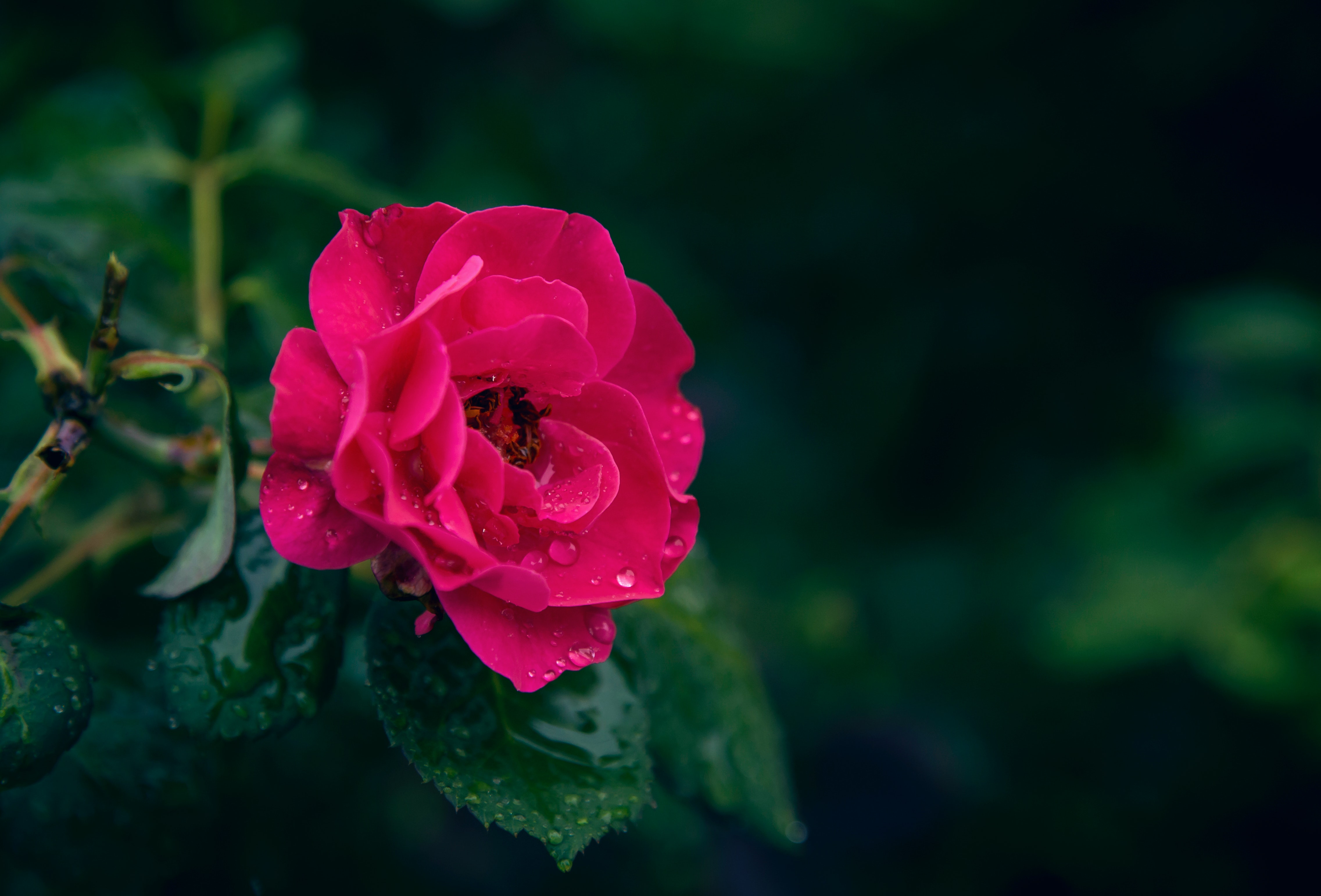 Black And Pink Roses Wallpapers