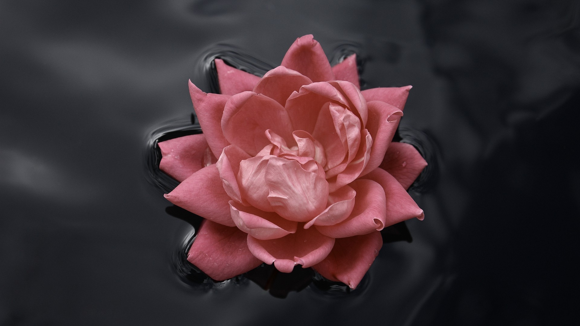 Black And Pink Roses Wallpapers