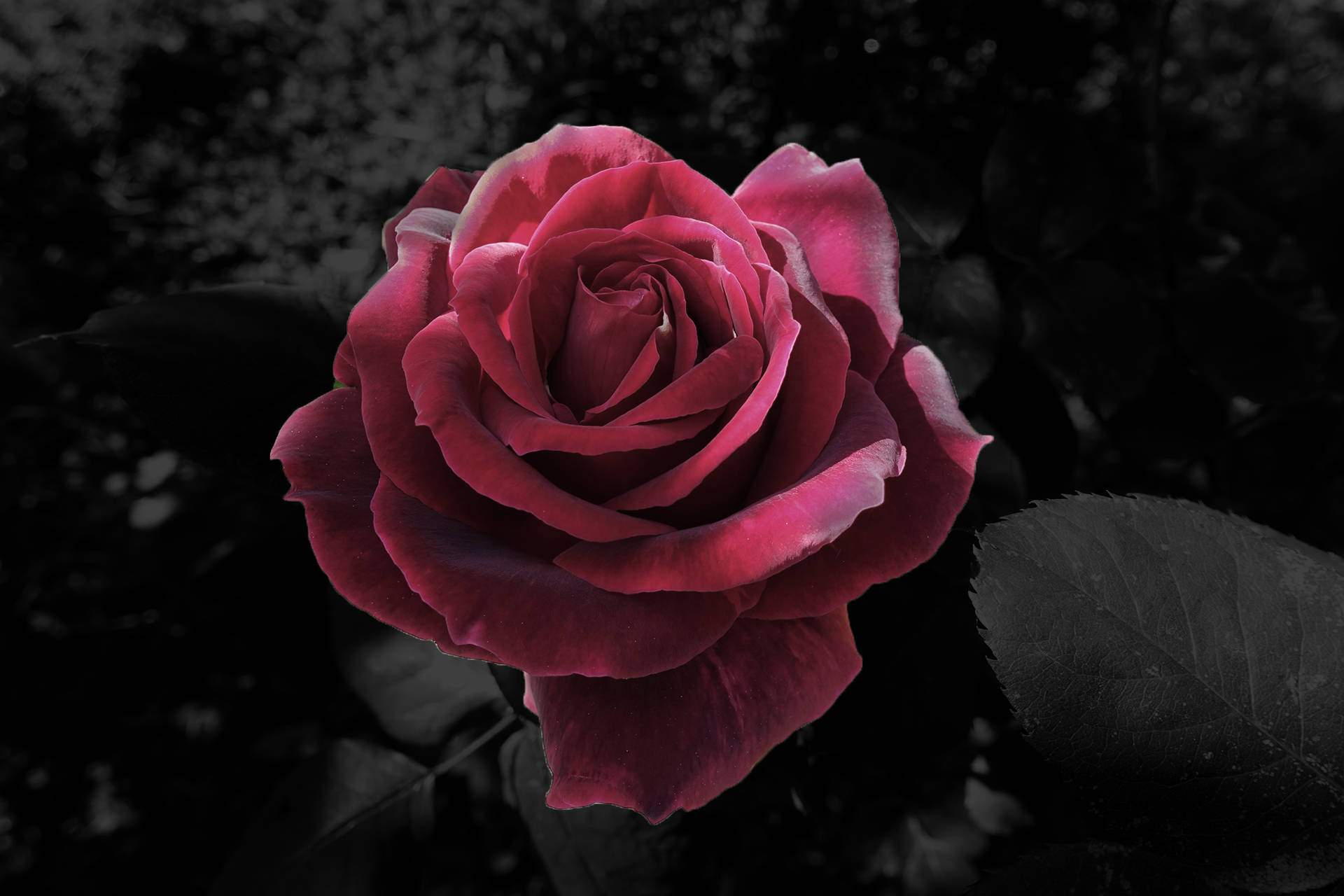 Black And Pink Roses Wallpapers