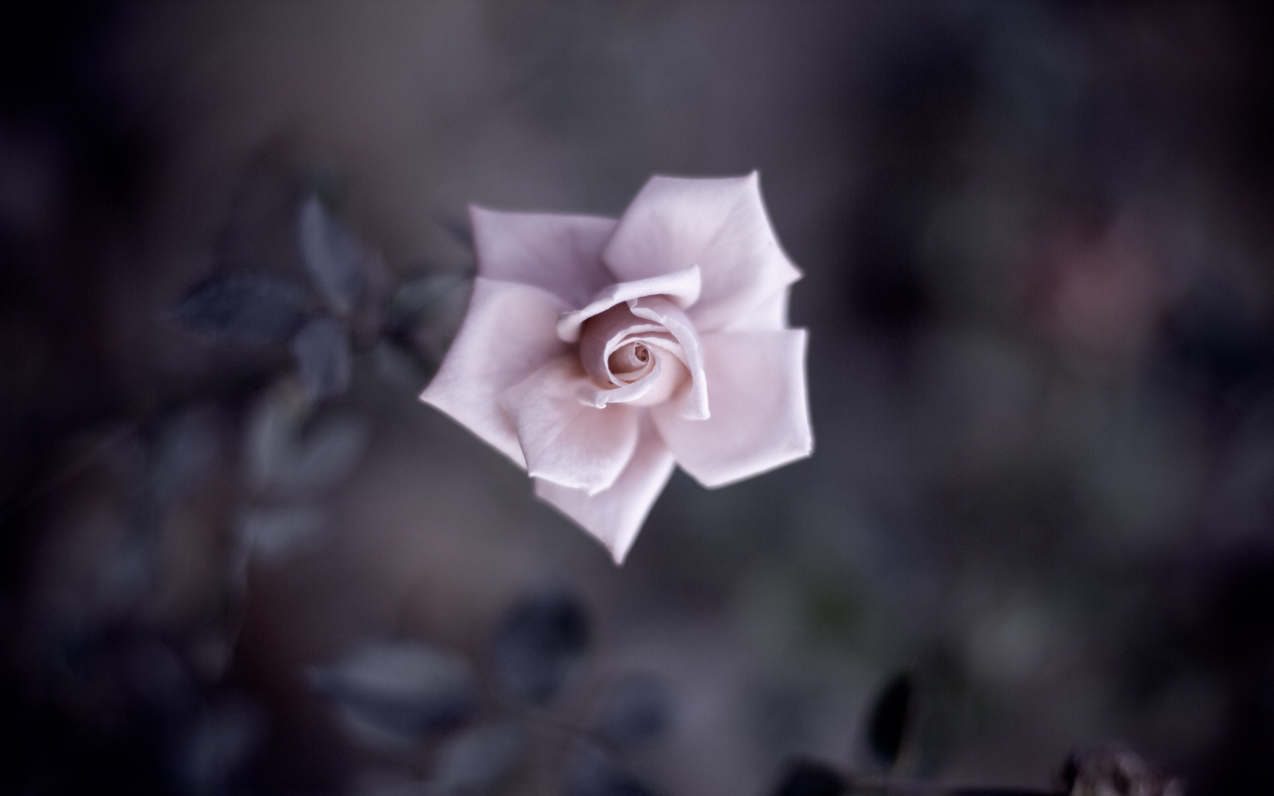 Black And Pink Roses Wallpapers