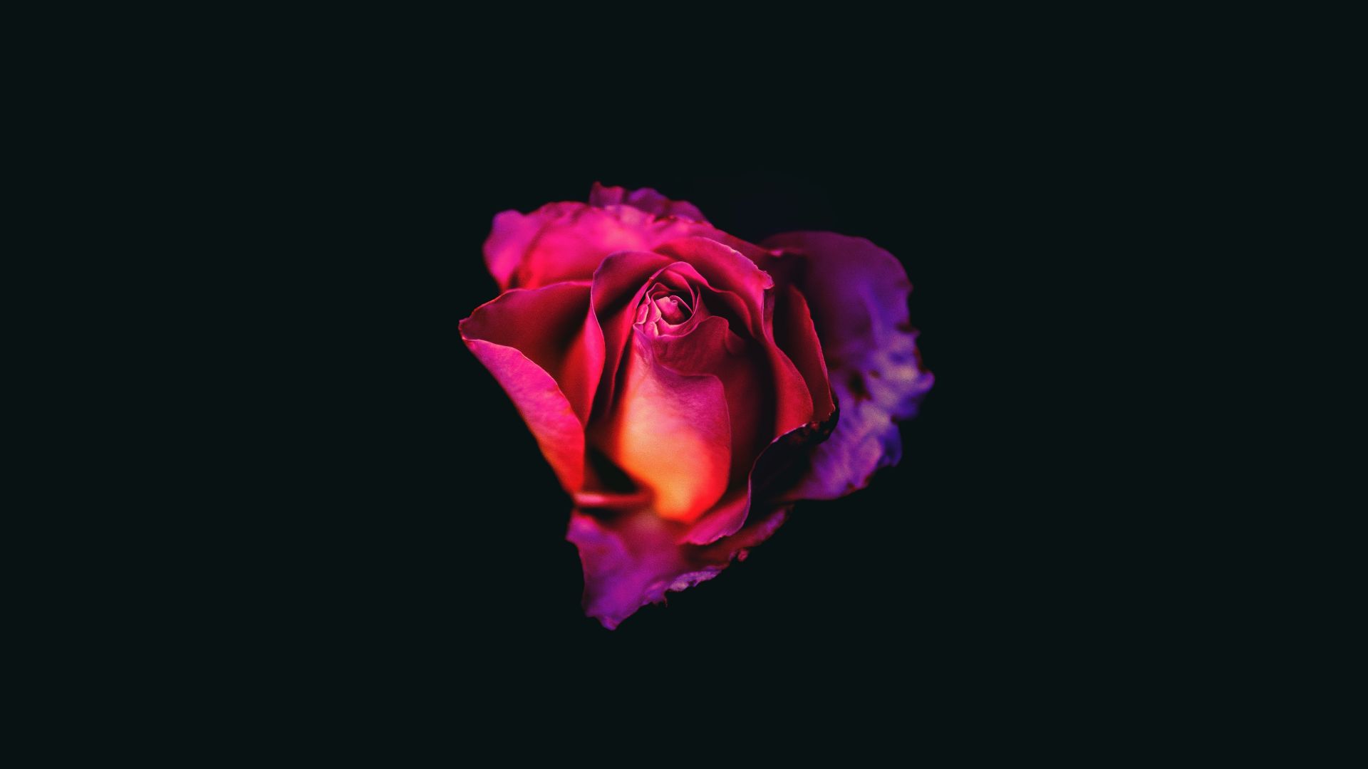 Black And Pink Roses Wallpapers