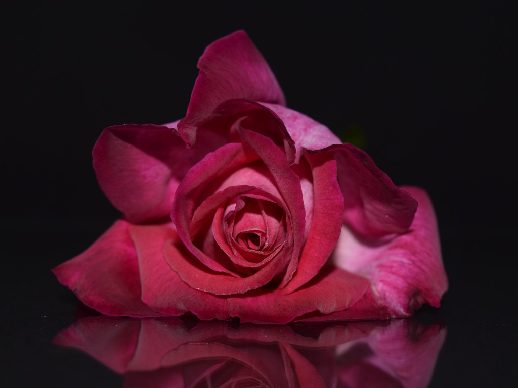 Black And Pink Roses Wallpapers