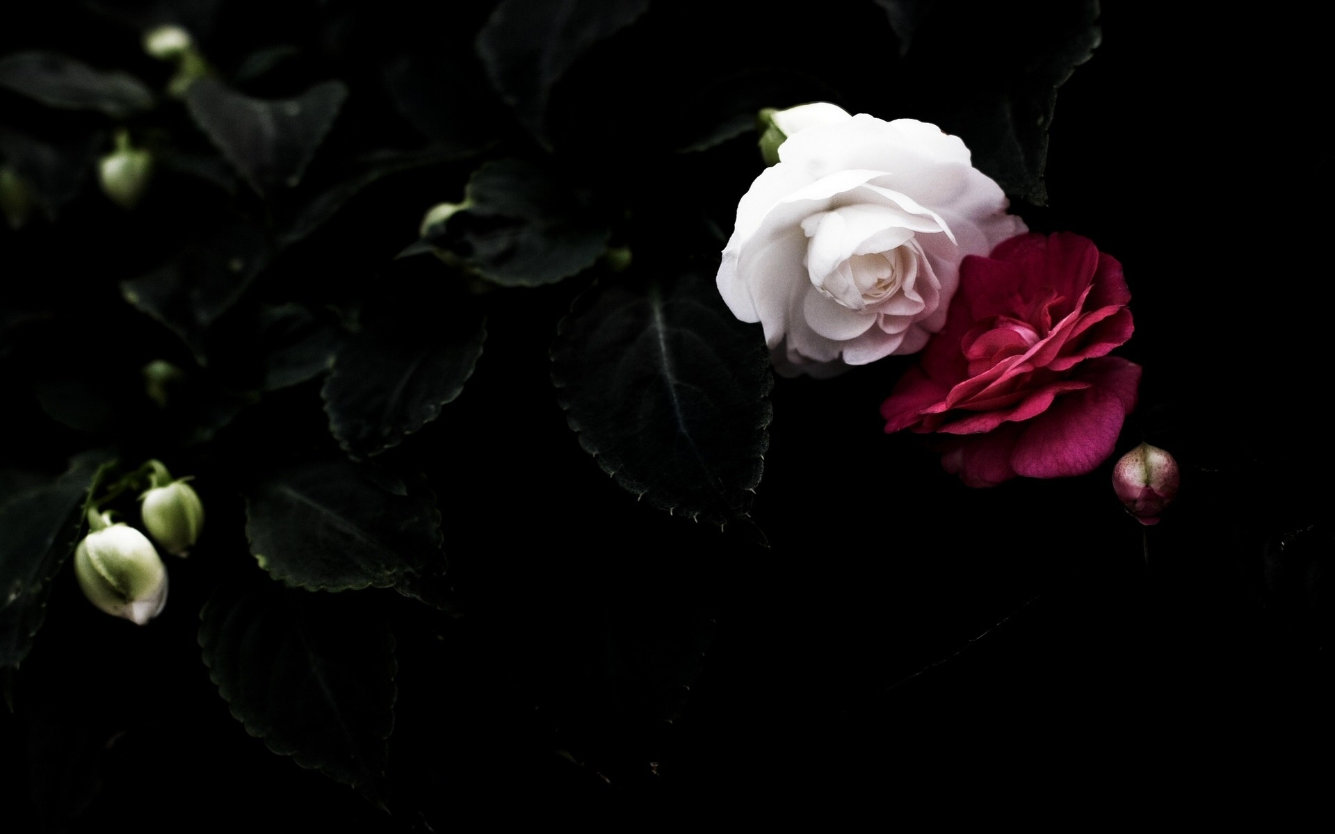 Black And Red Rose Wallpapers