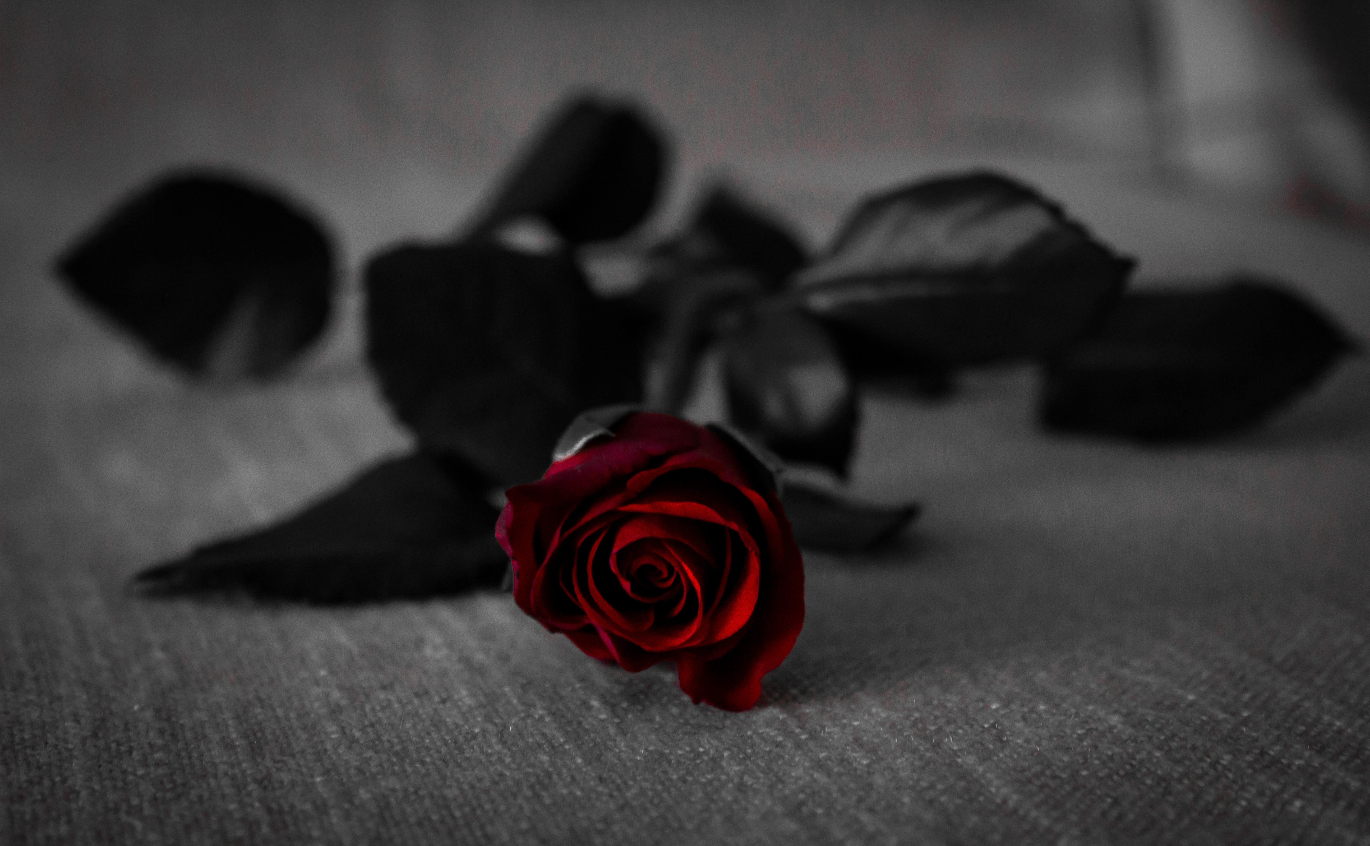 Black And Red Rose Wallpapers