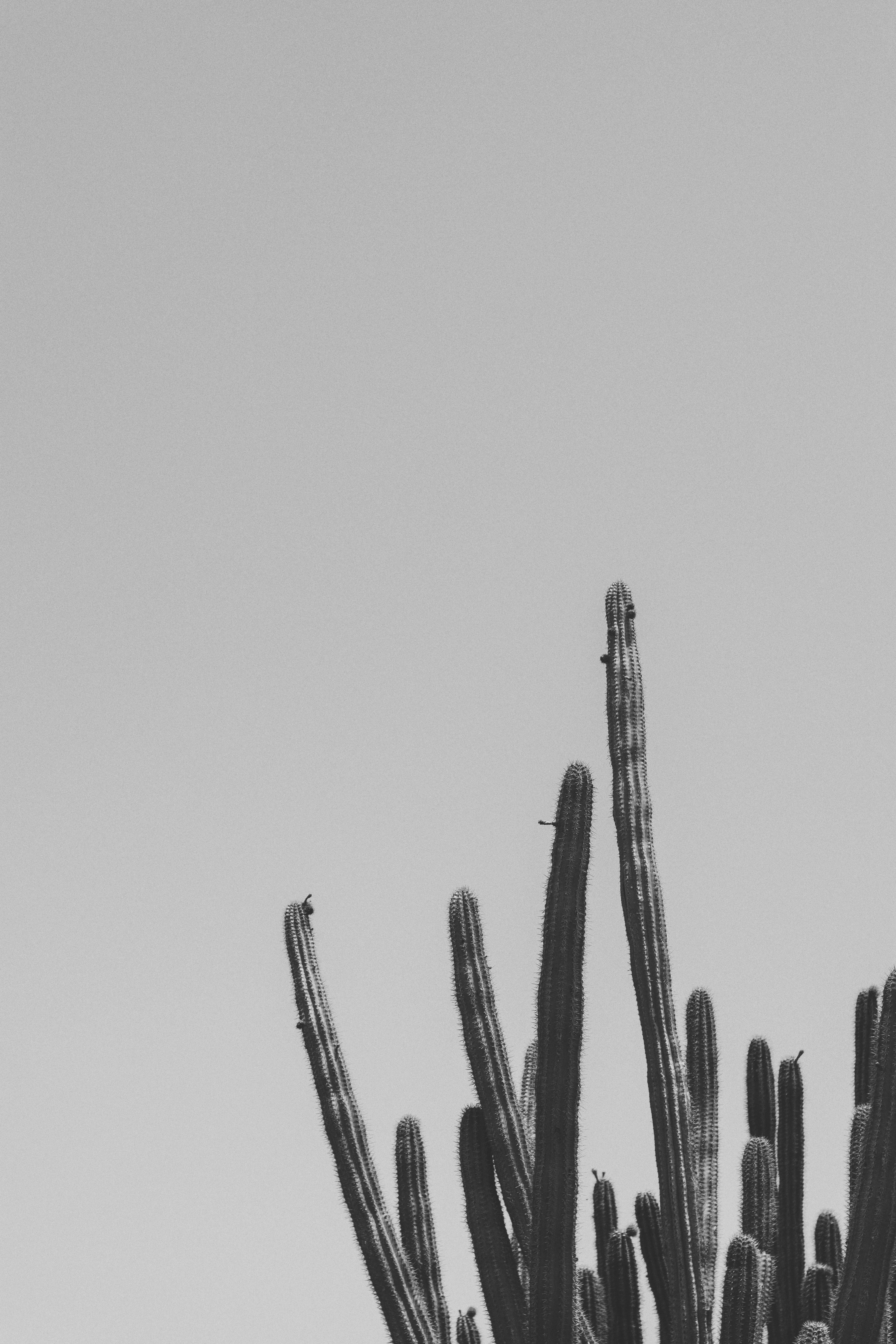 Black And White Cactus Wallpapers