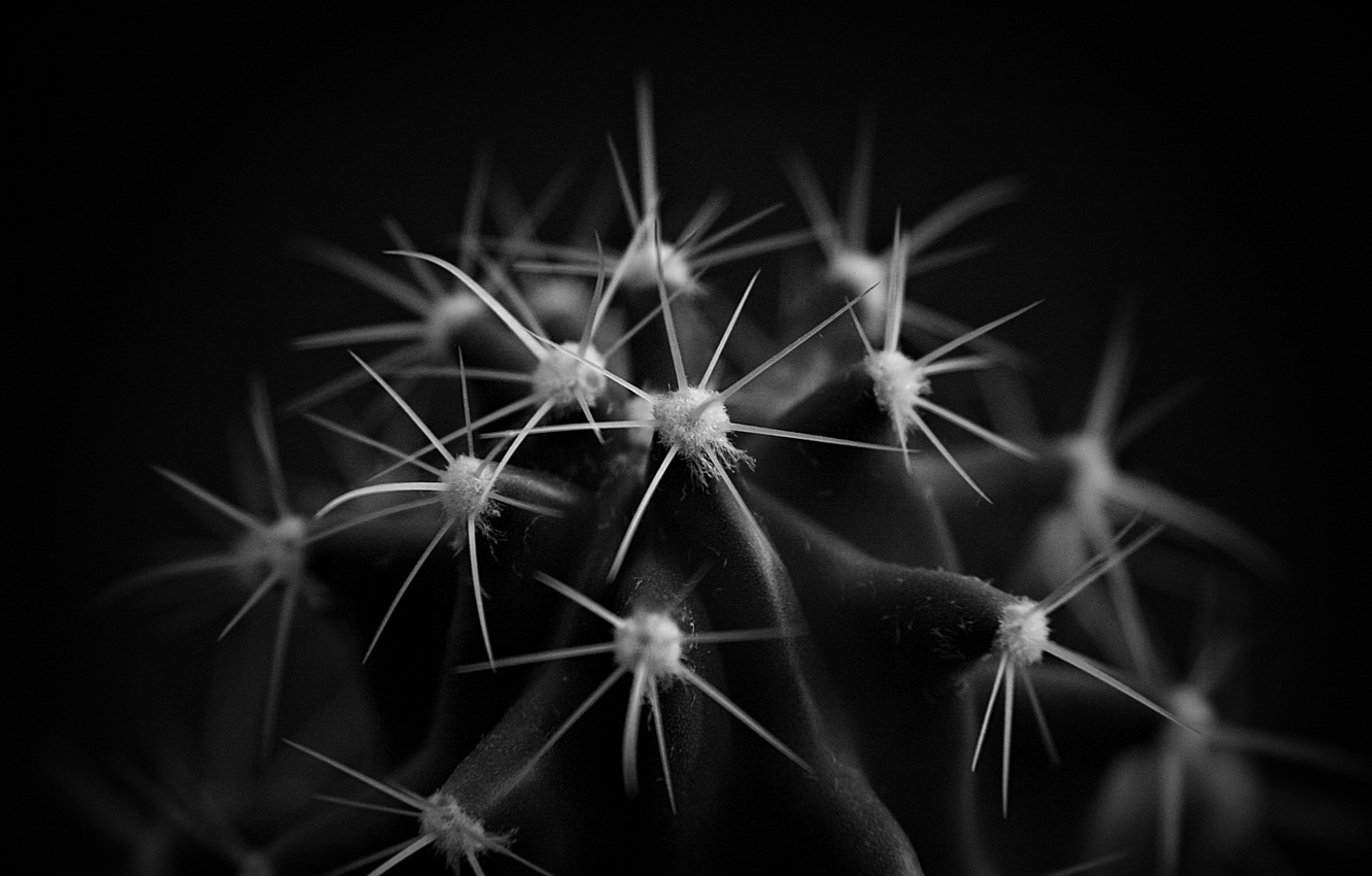 Black And White Cactus Wallpapers