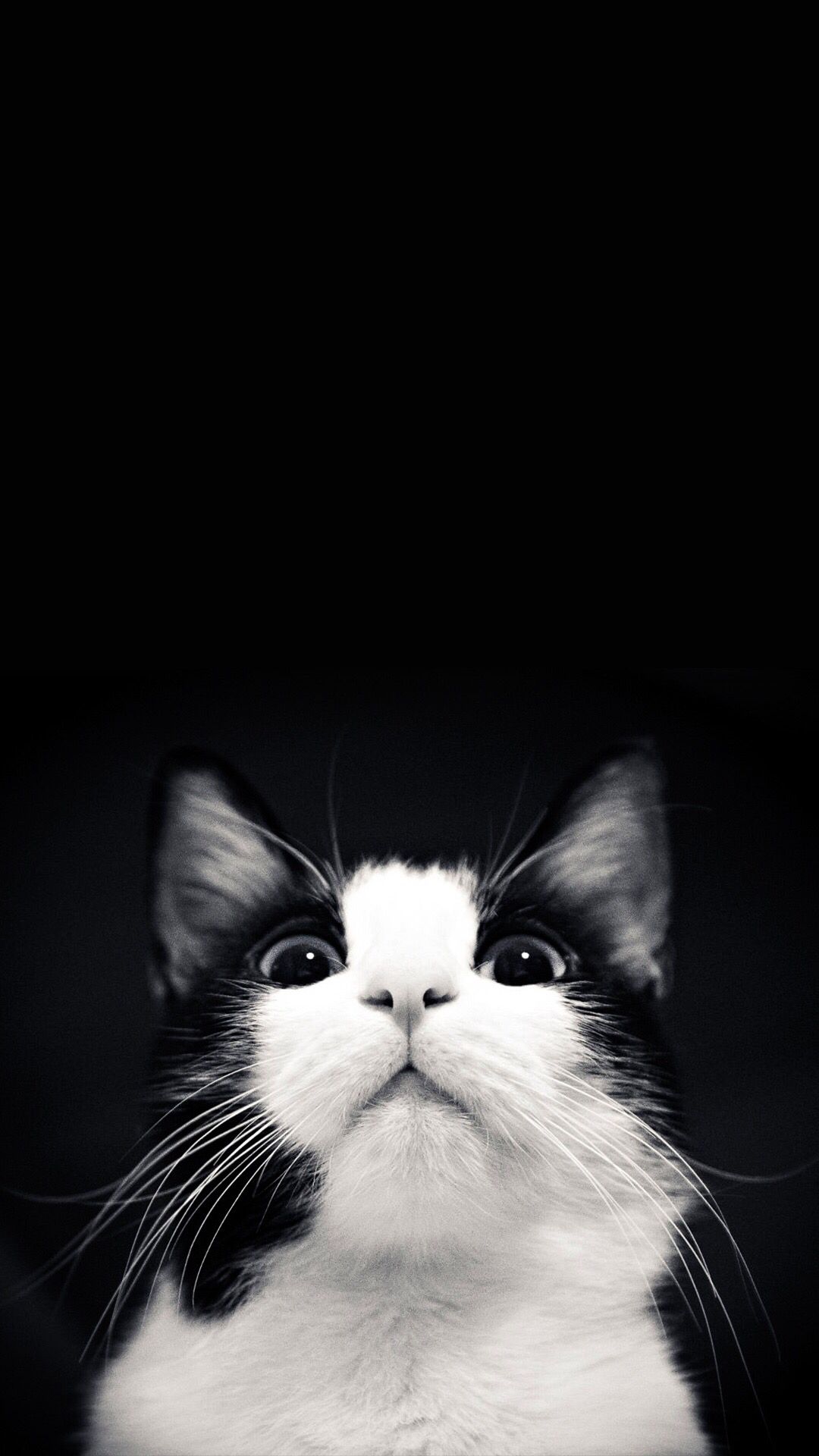 Black And White Cat Wallpapers