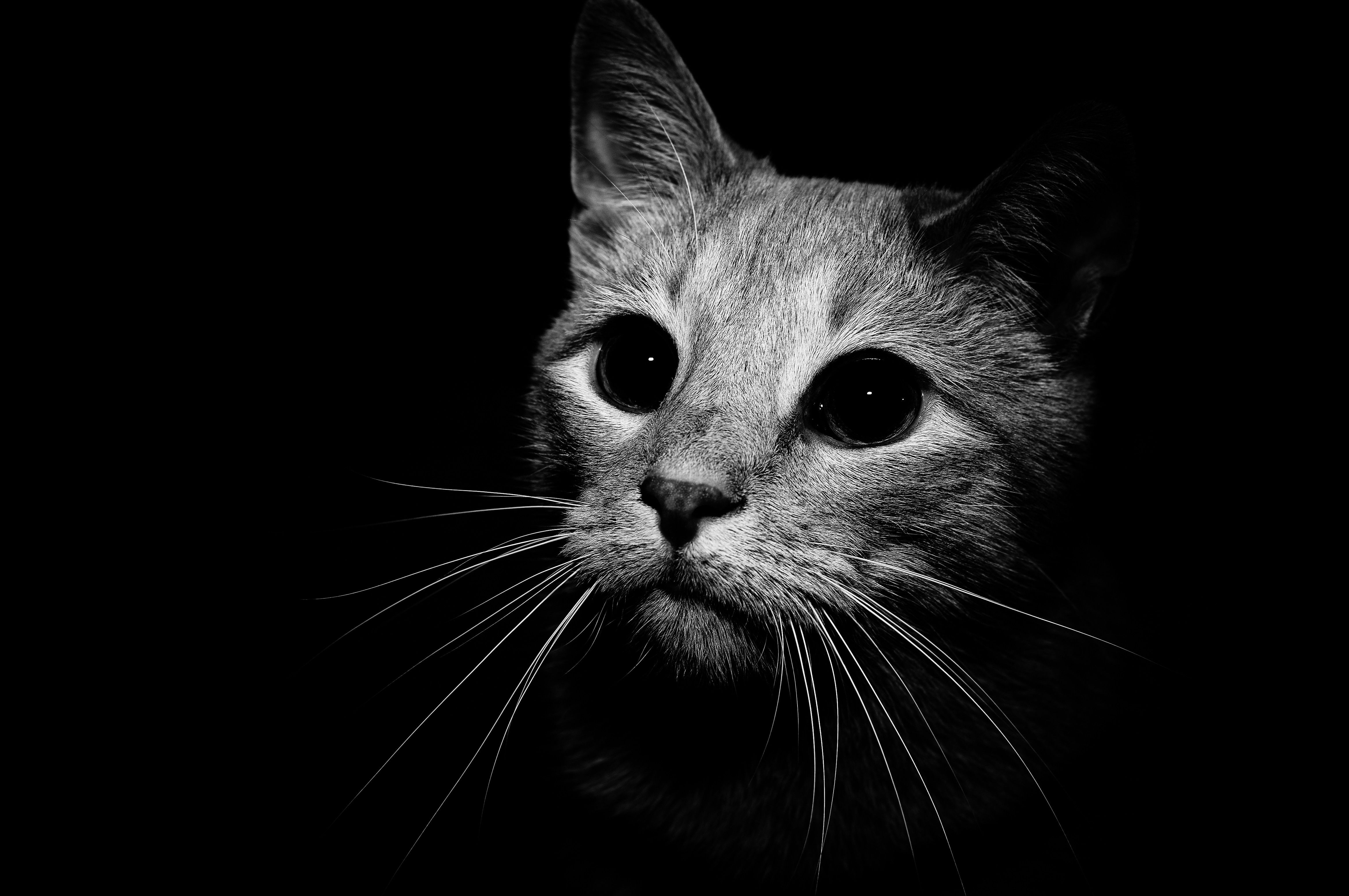 Black And White Cat Wallpapers