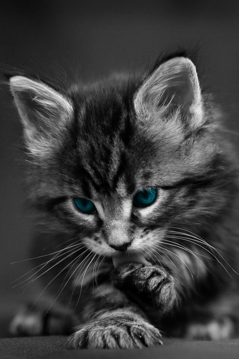 Black And White Cat Wallpapers