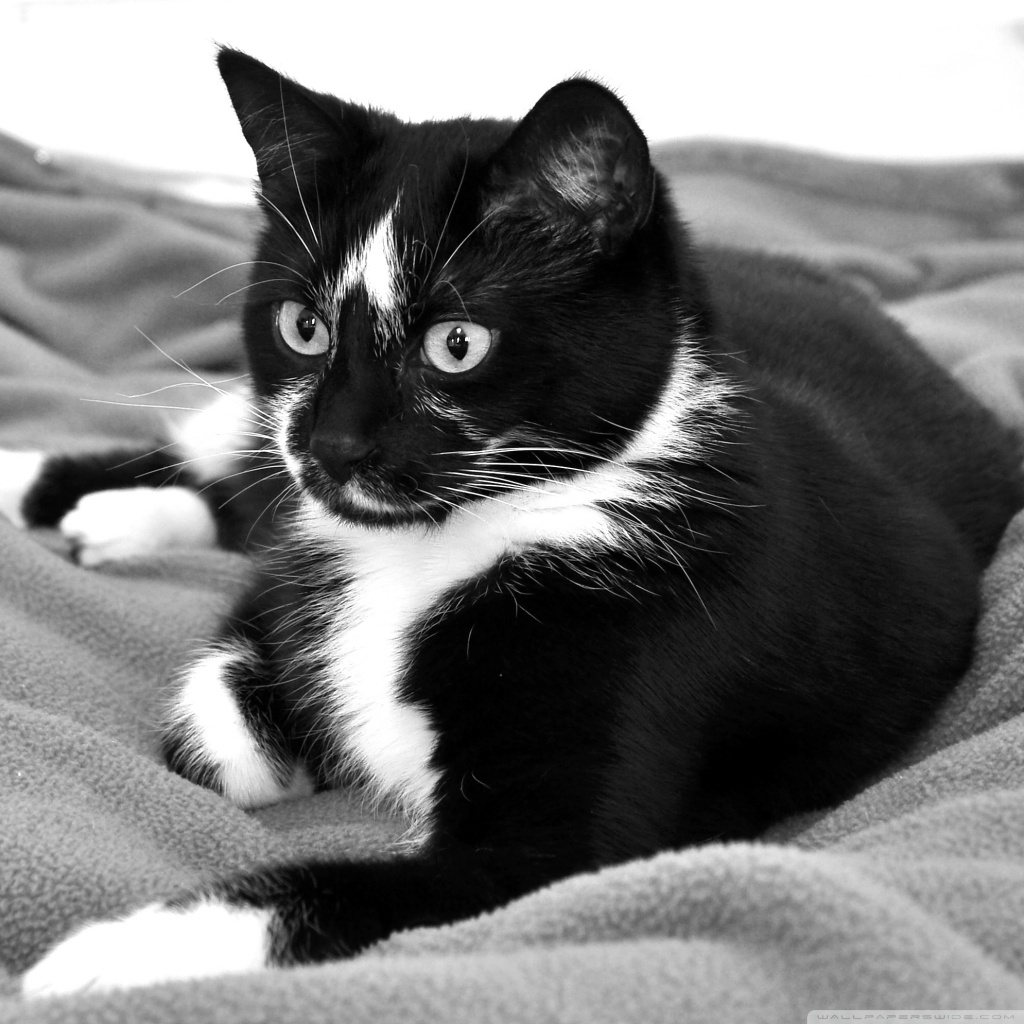 Black And White Cat Wallpapers