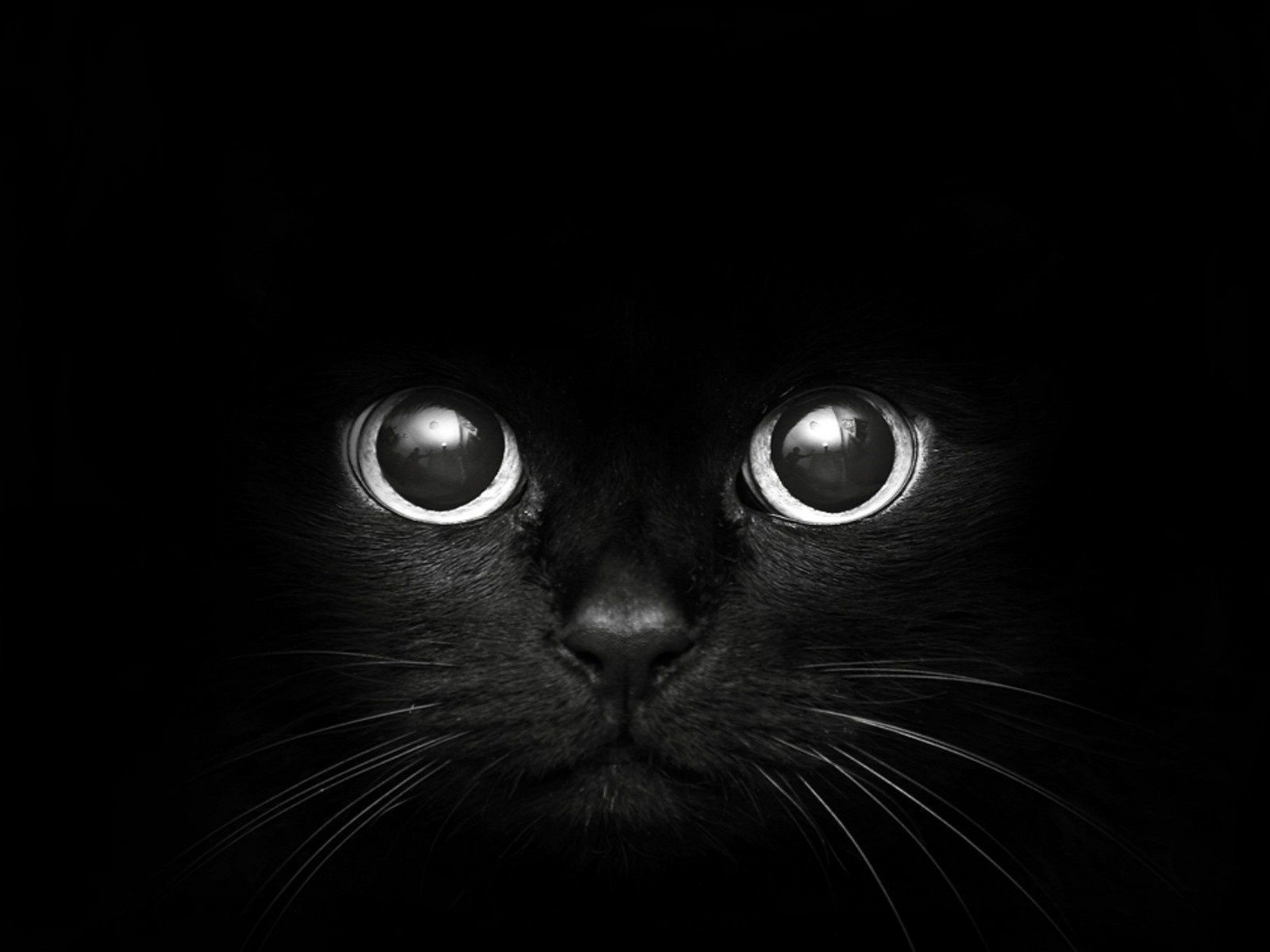 Black And White Cat Wallpapers