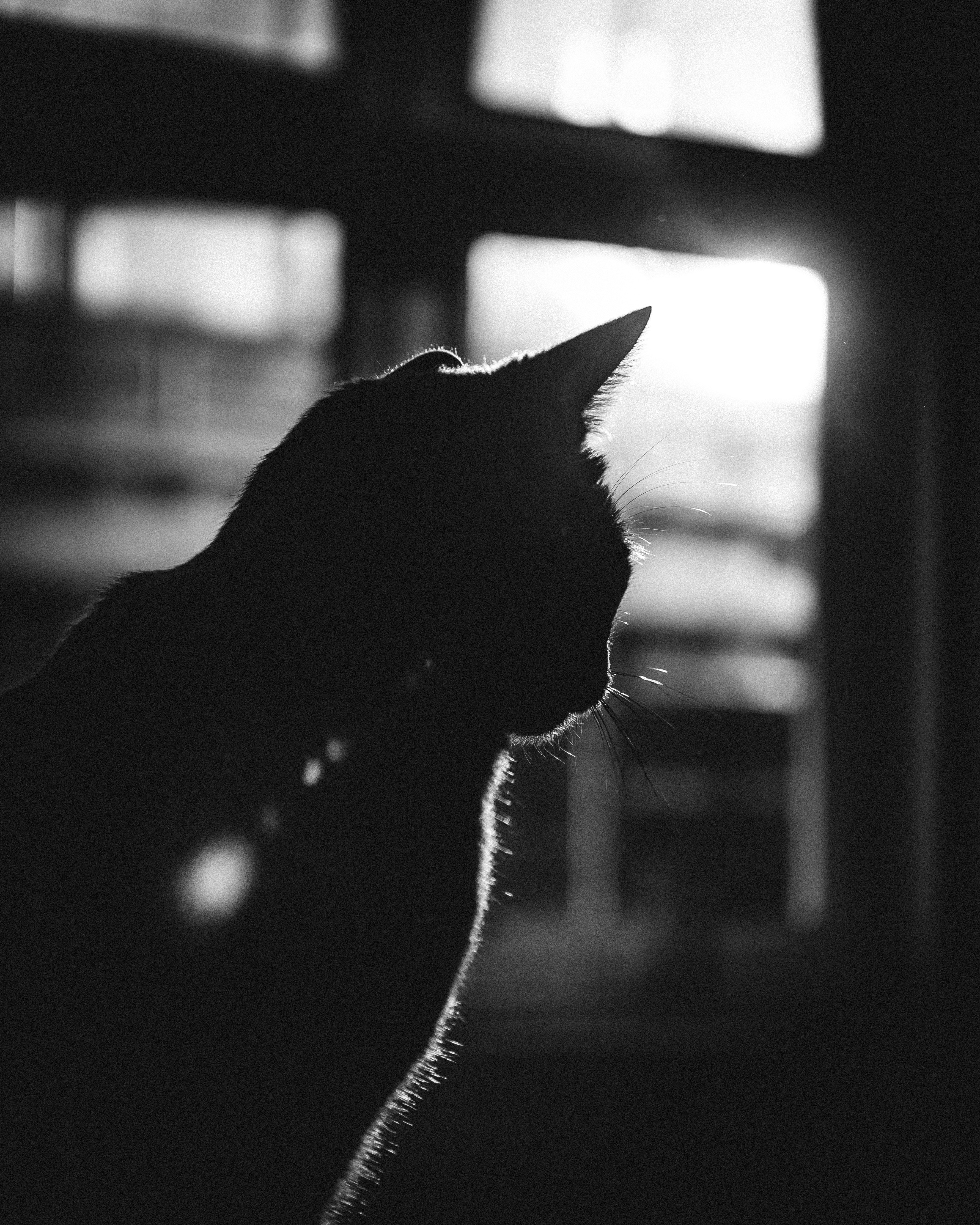 Black And White Cat Wallpapers