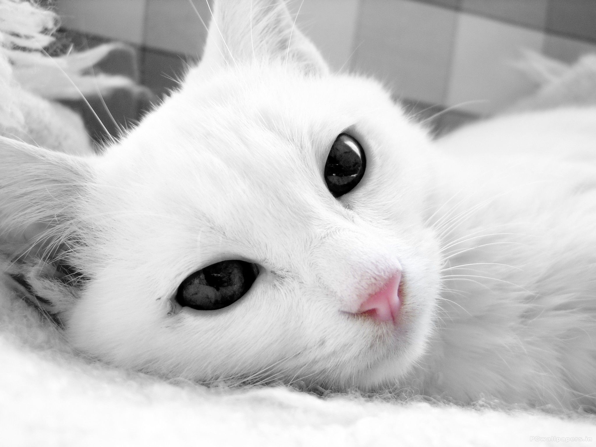 Black And White Cat Wallpapers