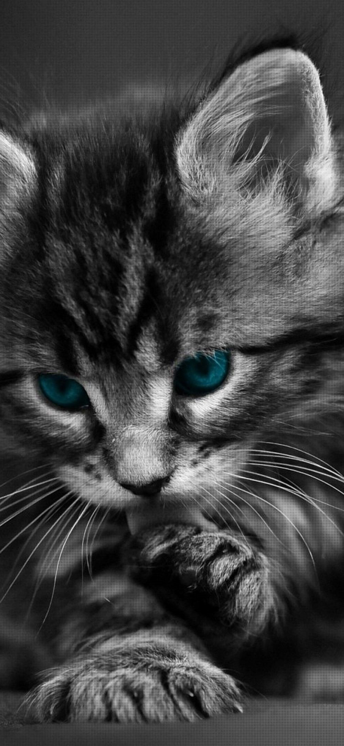 Black And White Cat Wallpapers