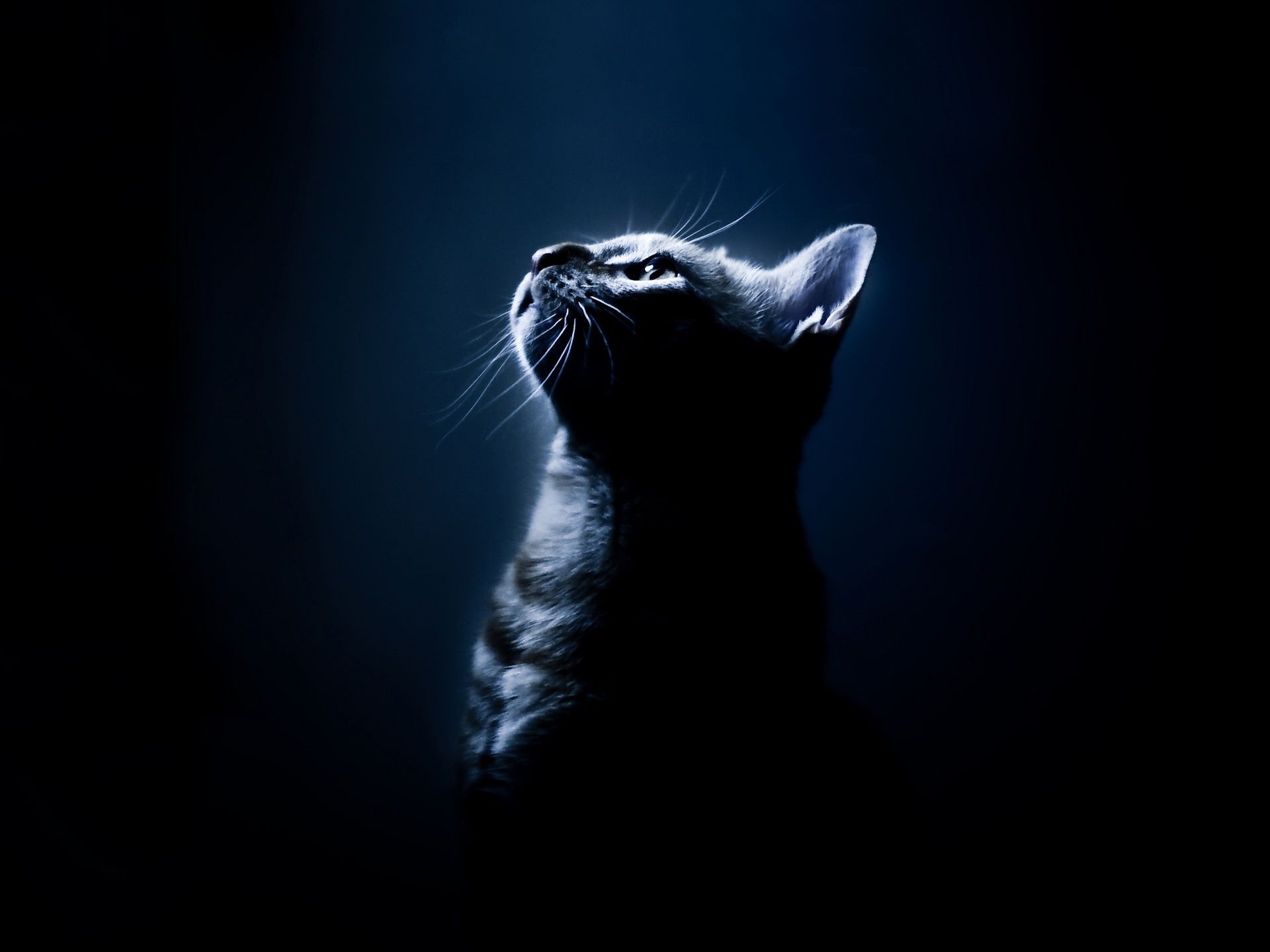 Black And White Cat Wallpapers