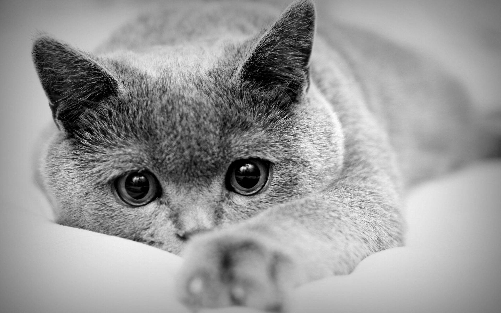 Black And White Cat Wallpapers