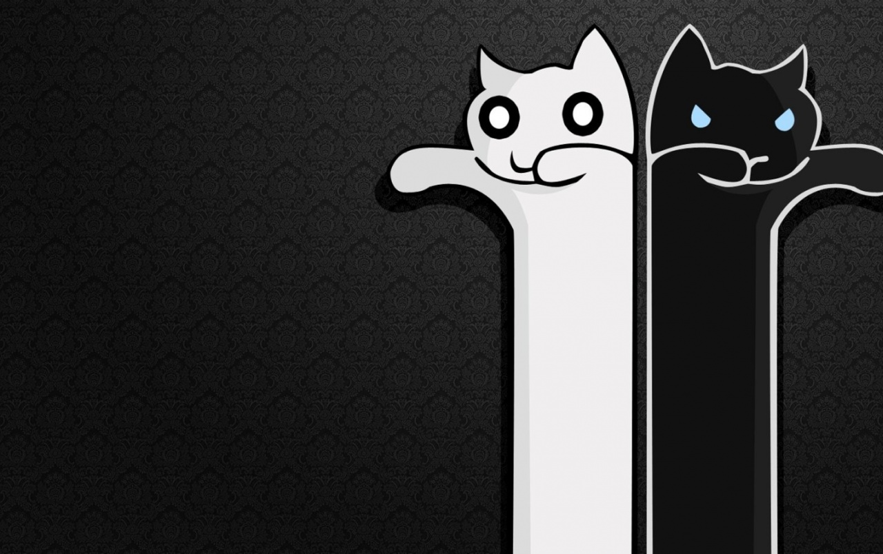 Black And White Cat Wallpapers