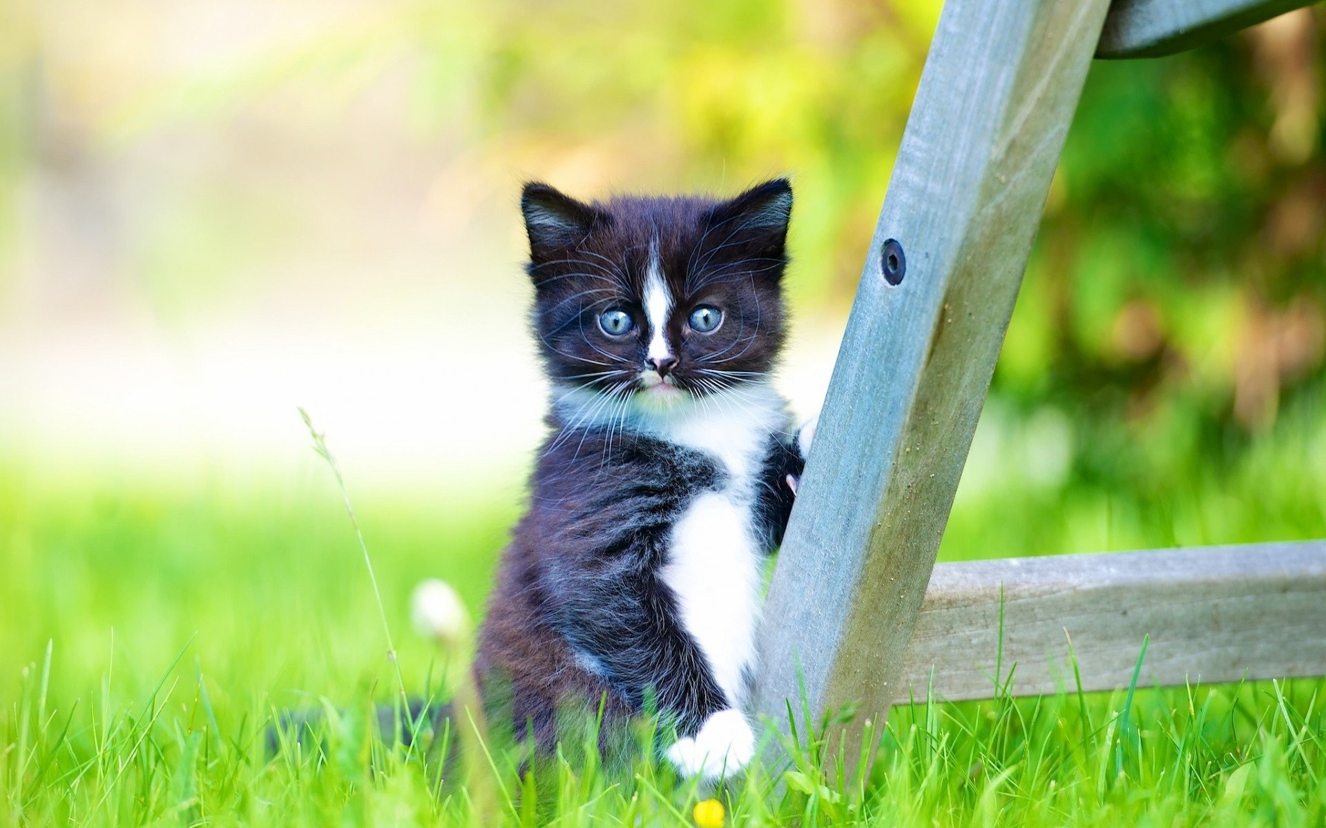 Black And White Cat Wallpapers