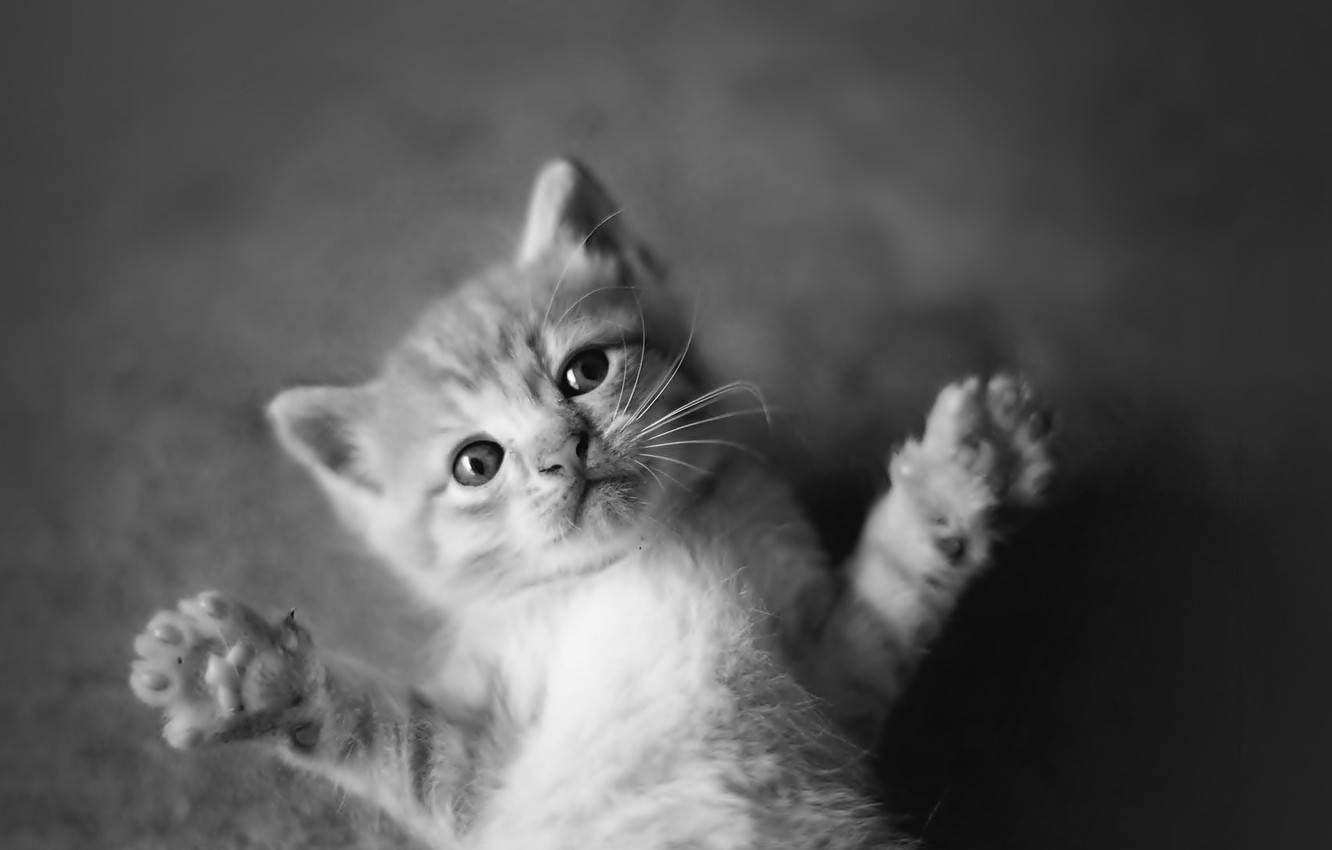 Black And White Cat Wallpapers