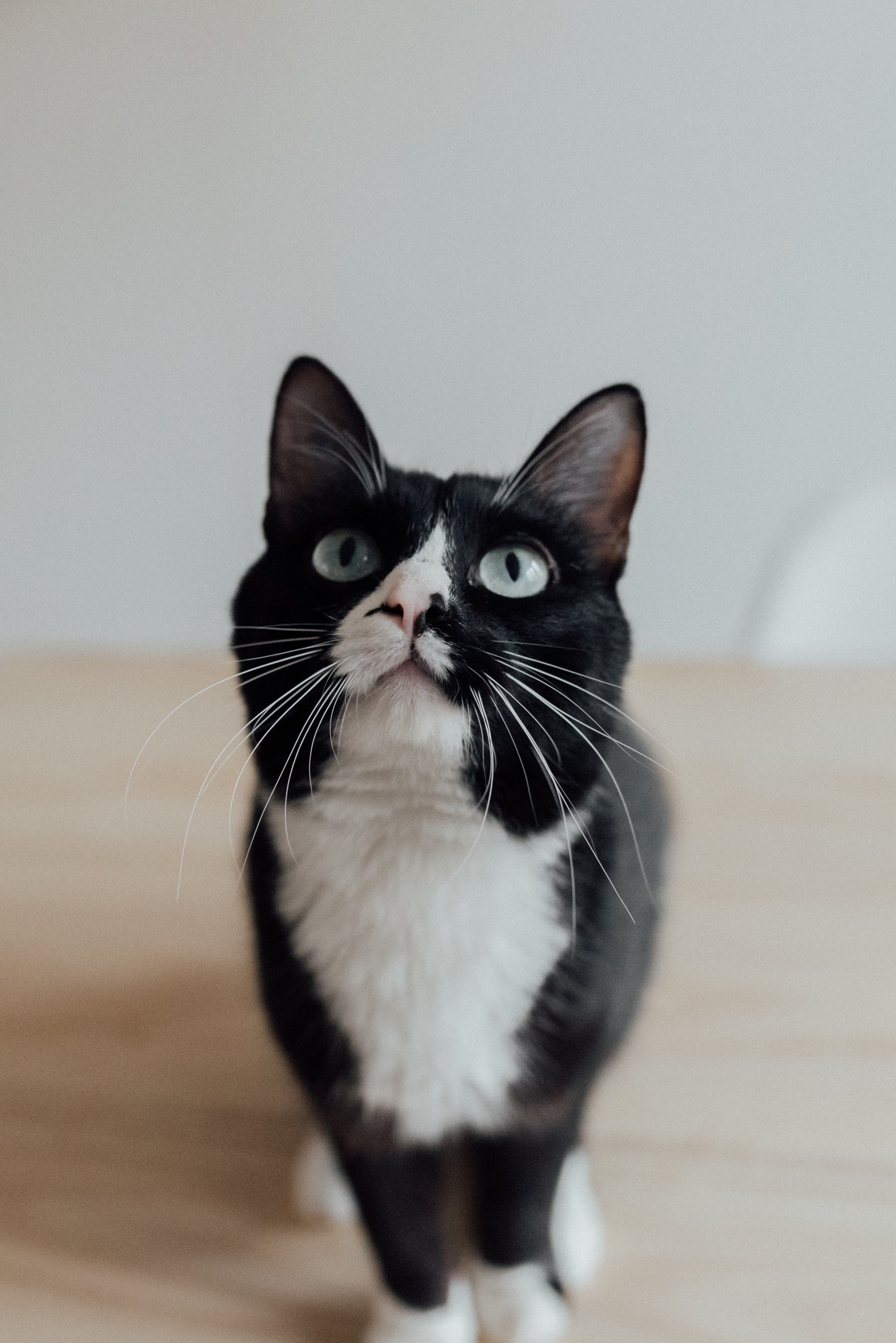 Black And White Cat Wallpapers