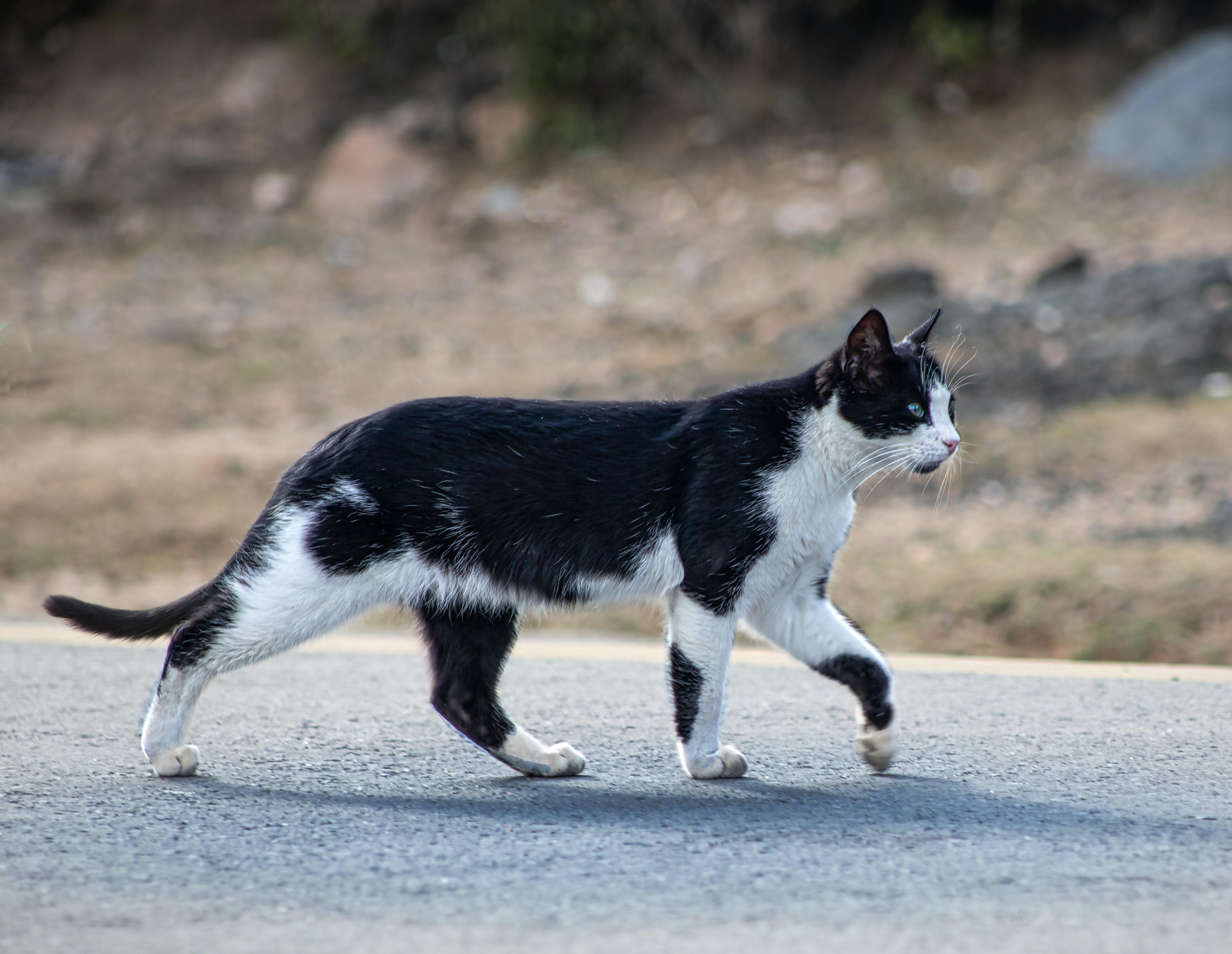 Black And White Cat Wallpapers