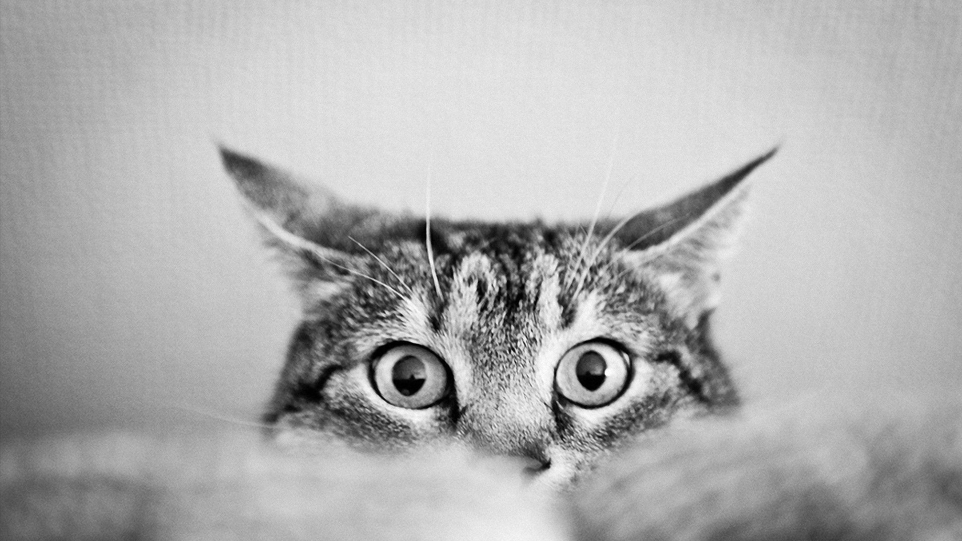 Black And White Cat Wallpapers