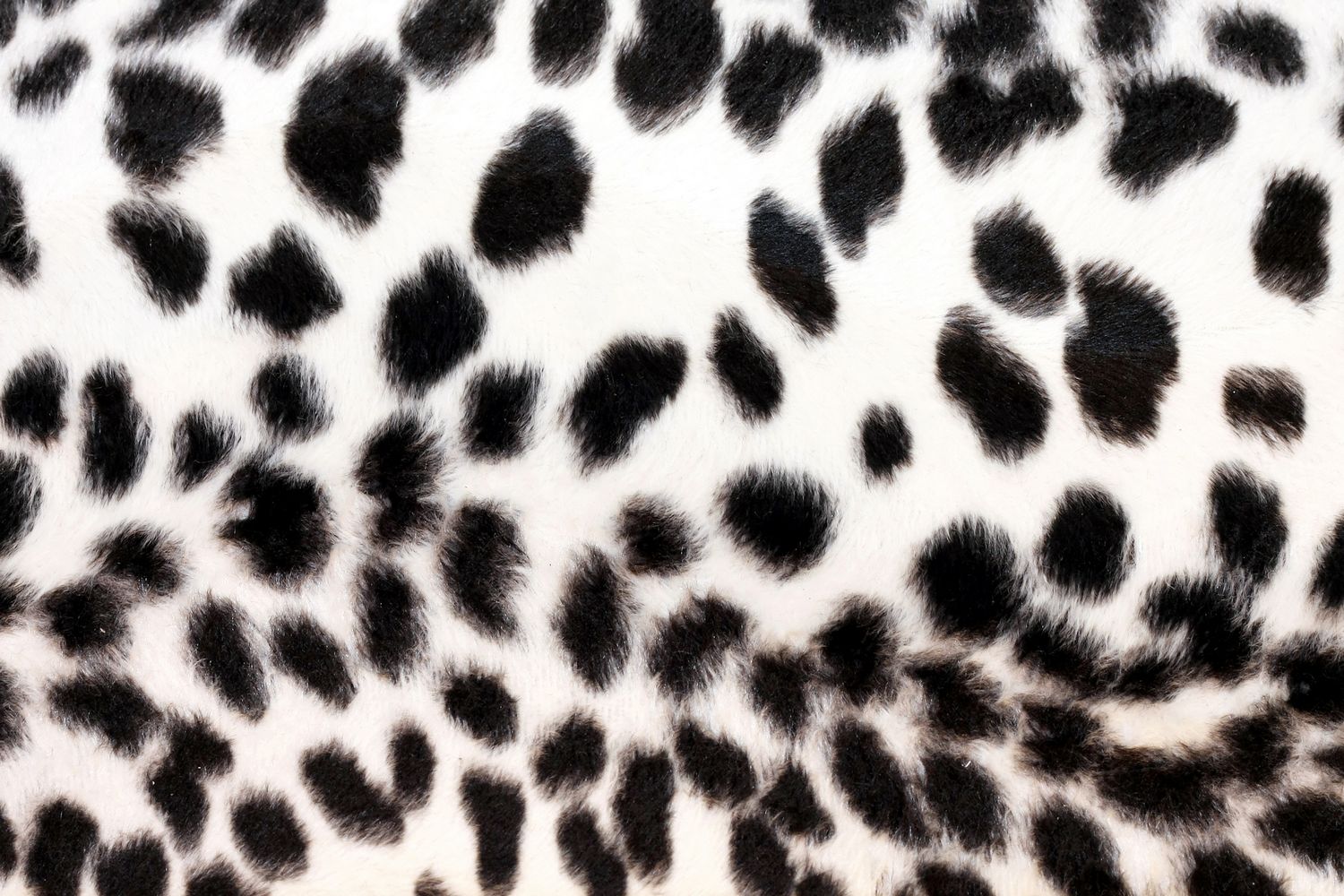 Black And White Cheetah Wallpapers