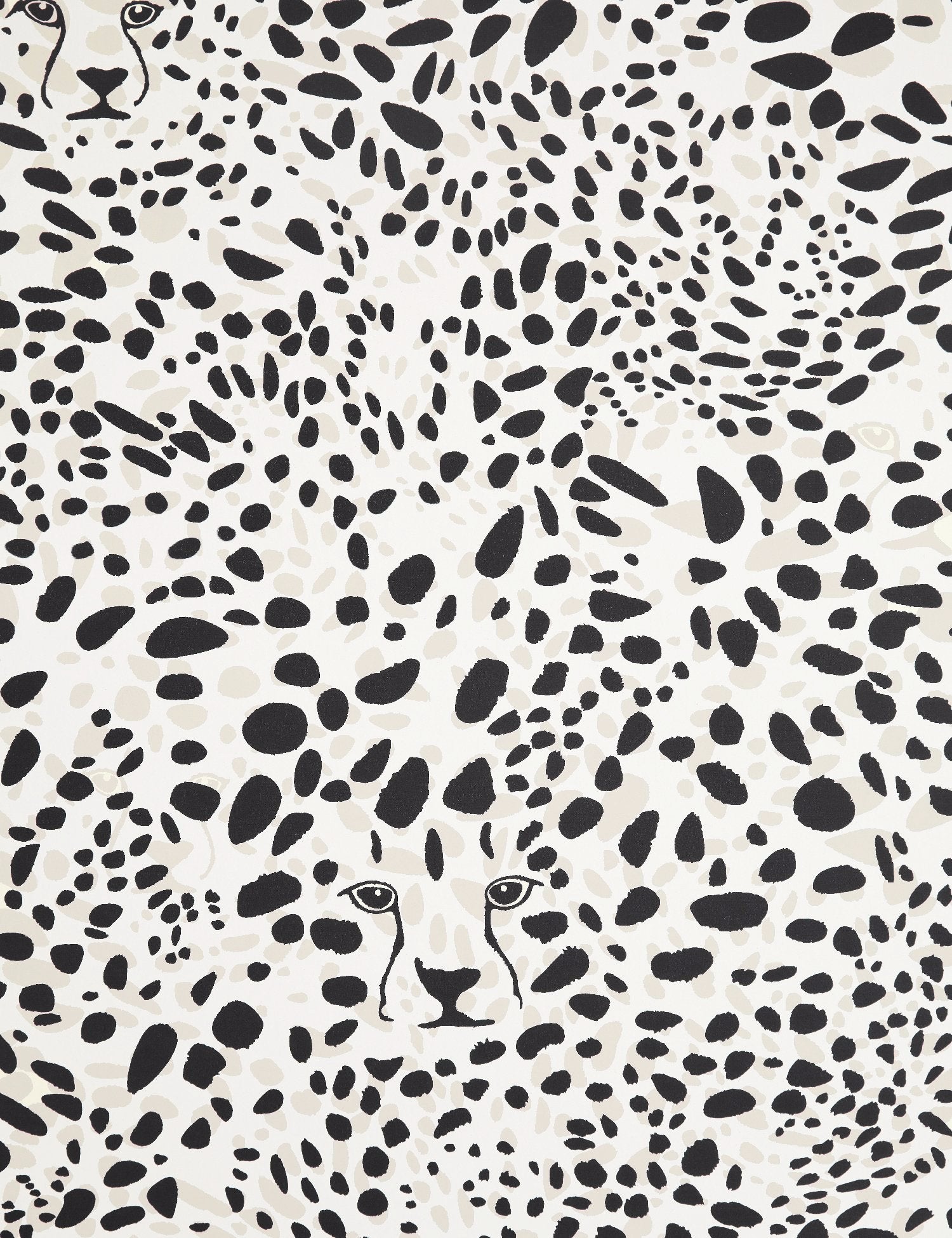 Black And White Cheetah Wallpapers