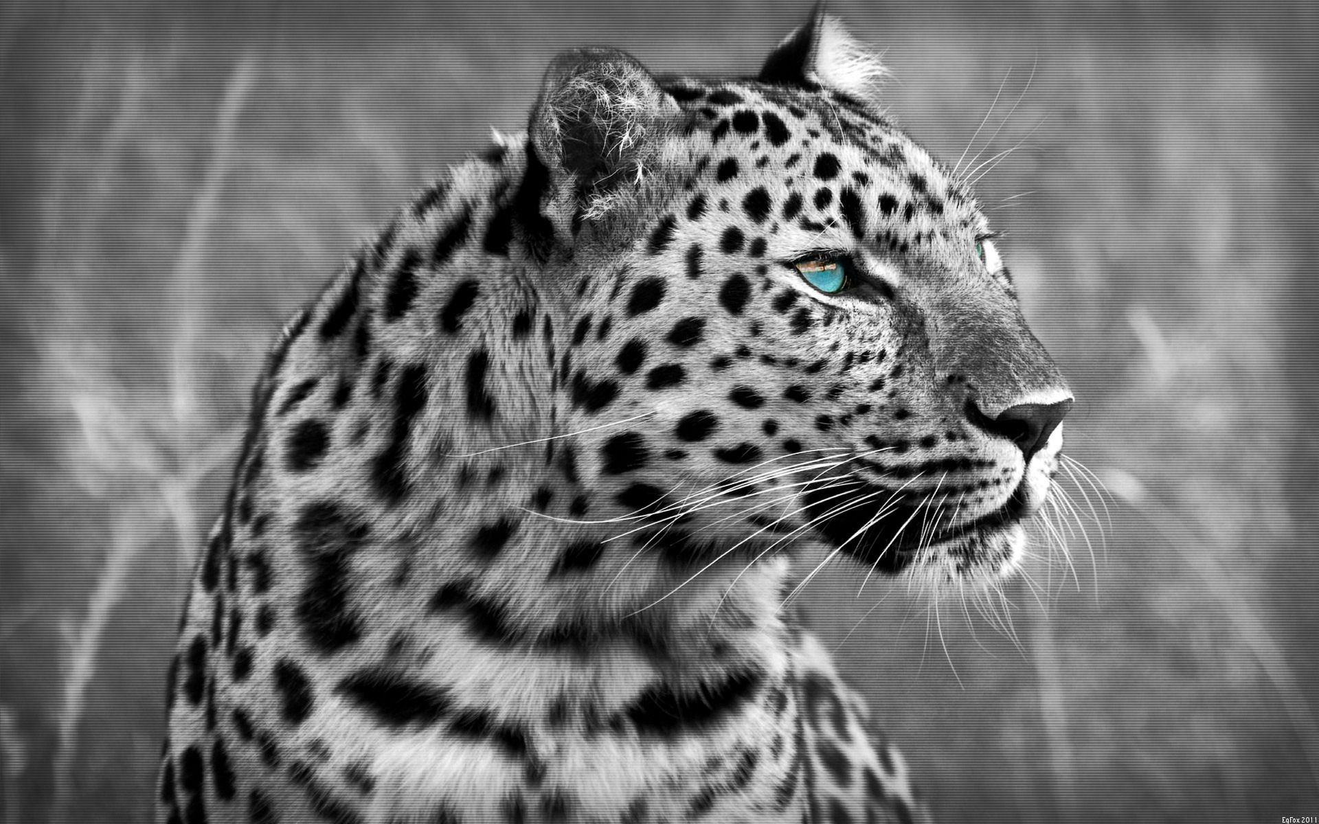 Black And White Cheetah Wallpapers