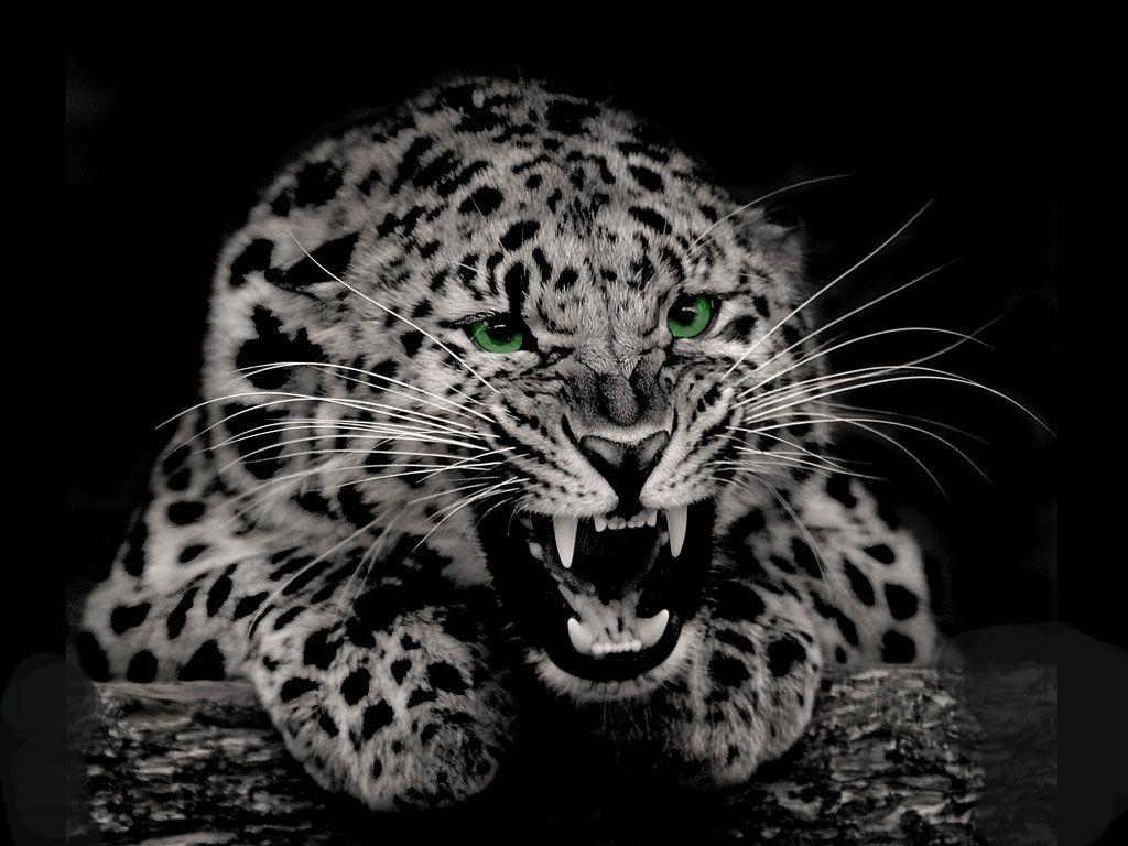 Black And White Cheetah Wallpapers