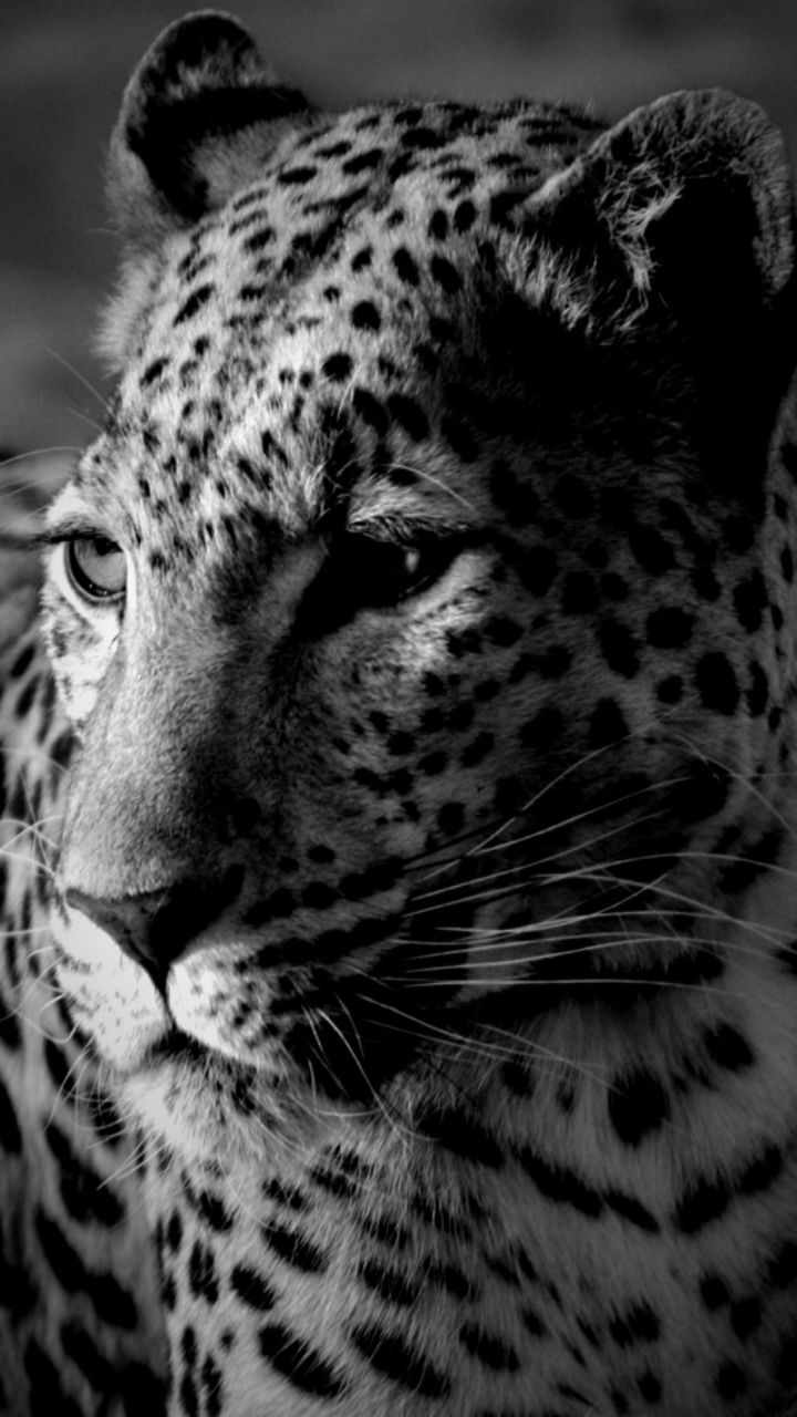 Black And White Cheetah Wallpapers