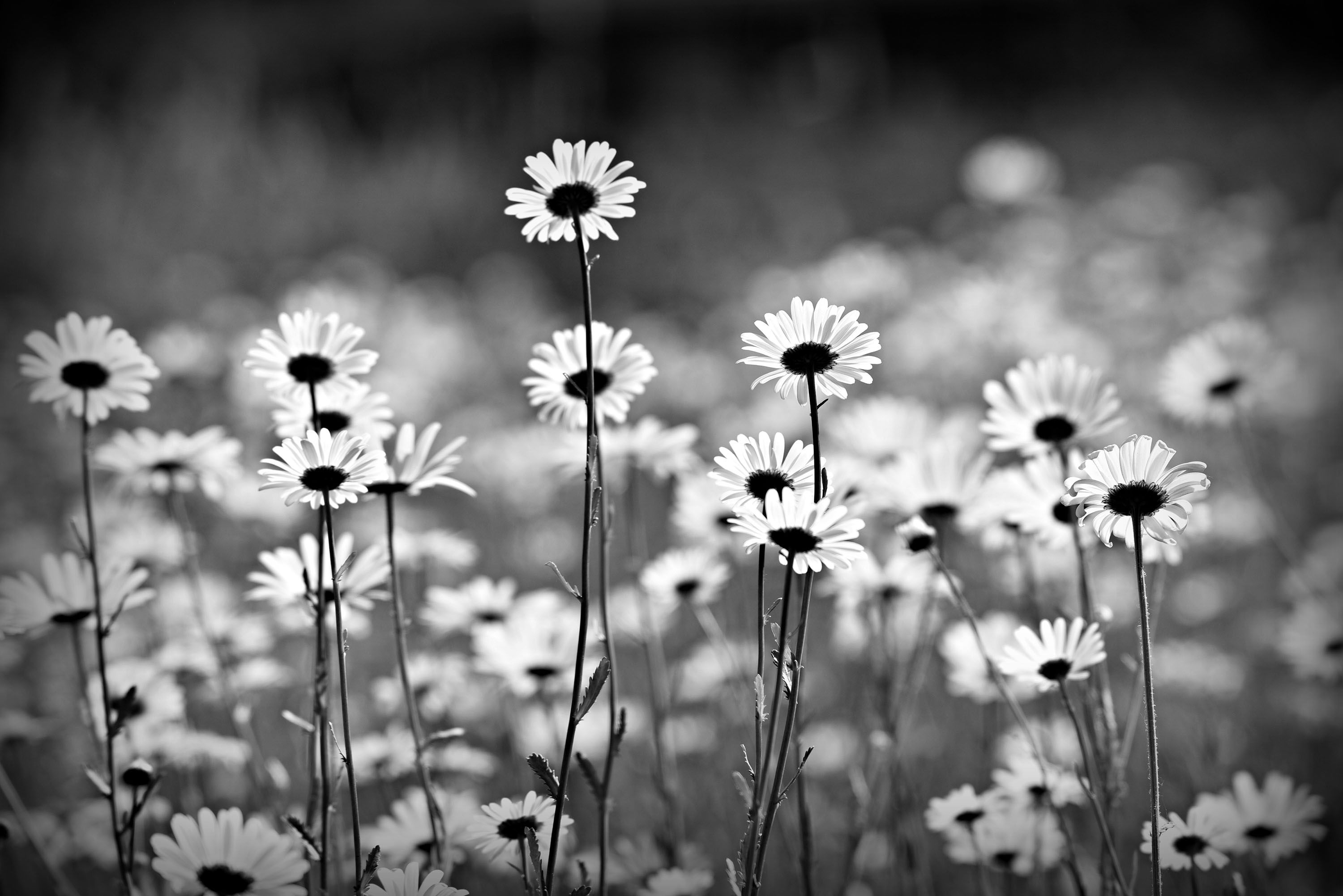 Black And White Daisy Wallpapers