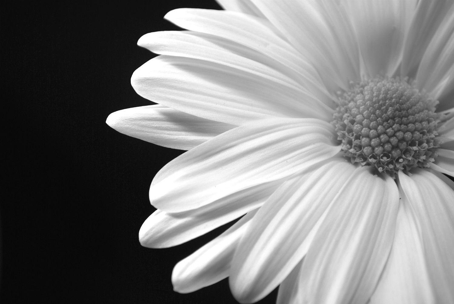 Black And White Daisy Wallpapers