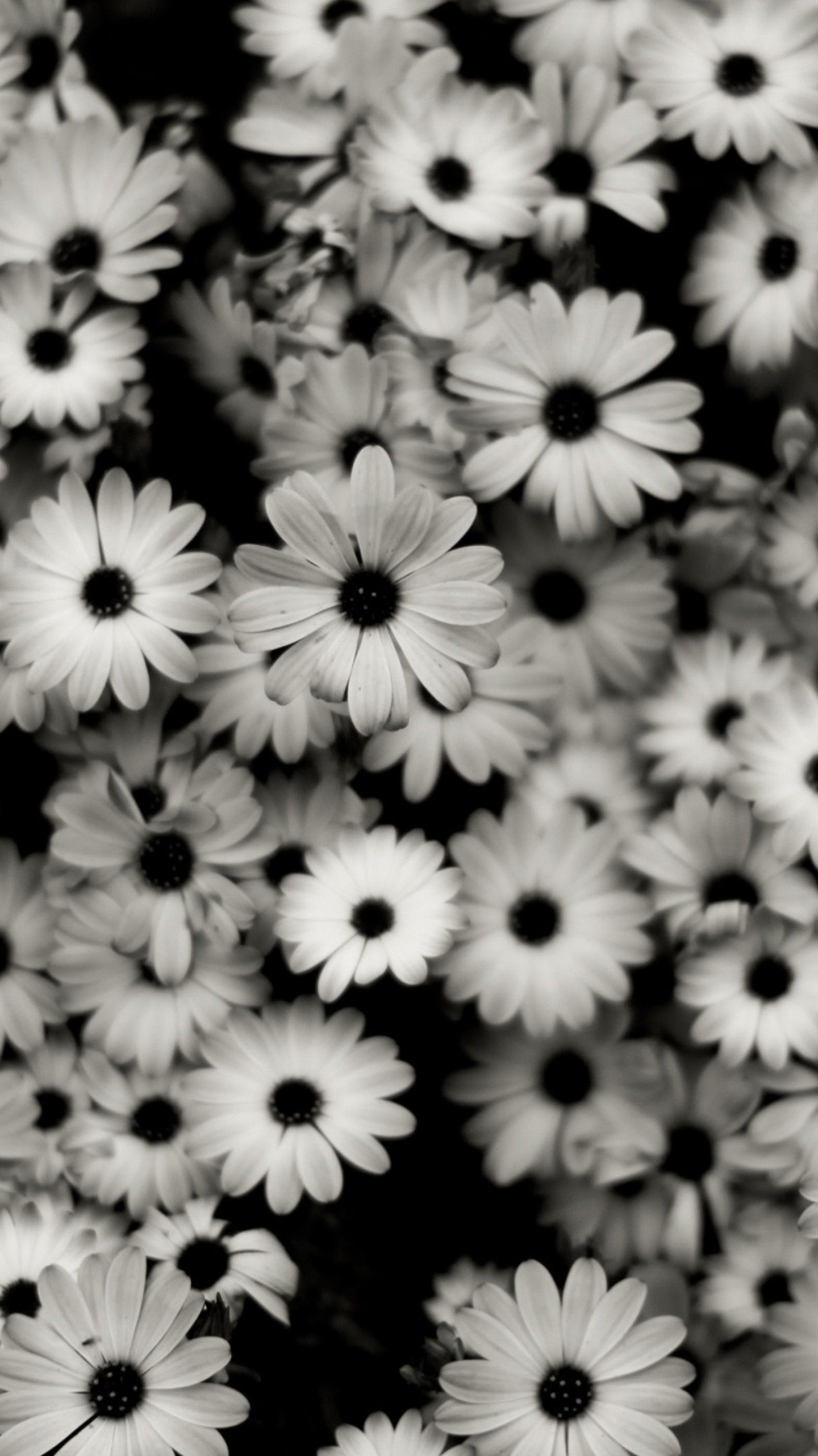 Black And White Daisy Wallpapers