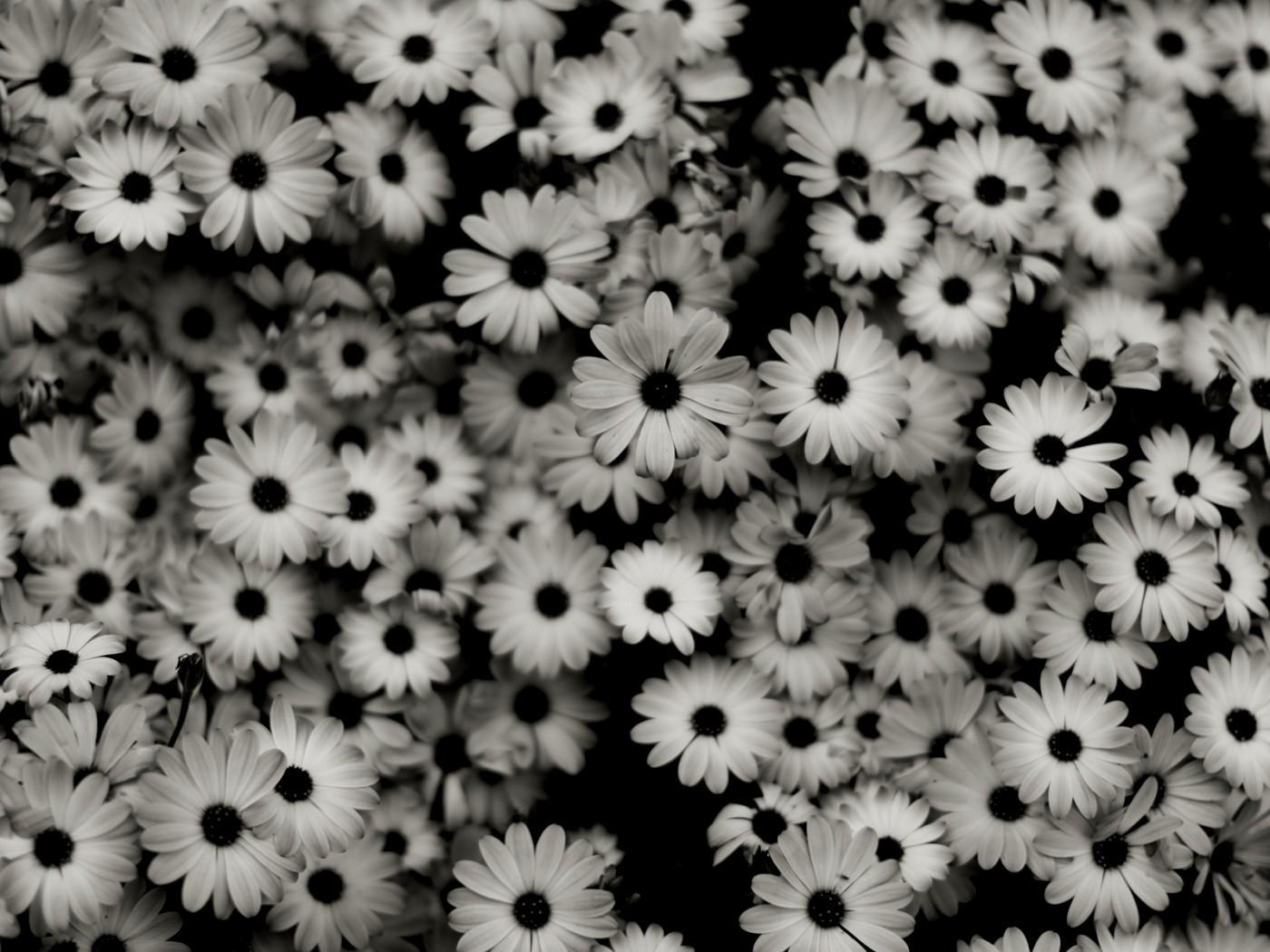 Black And White Daisy Wallpapers