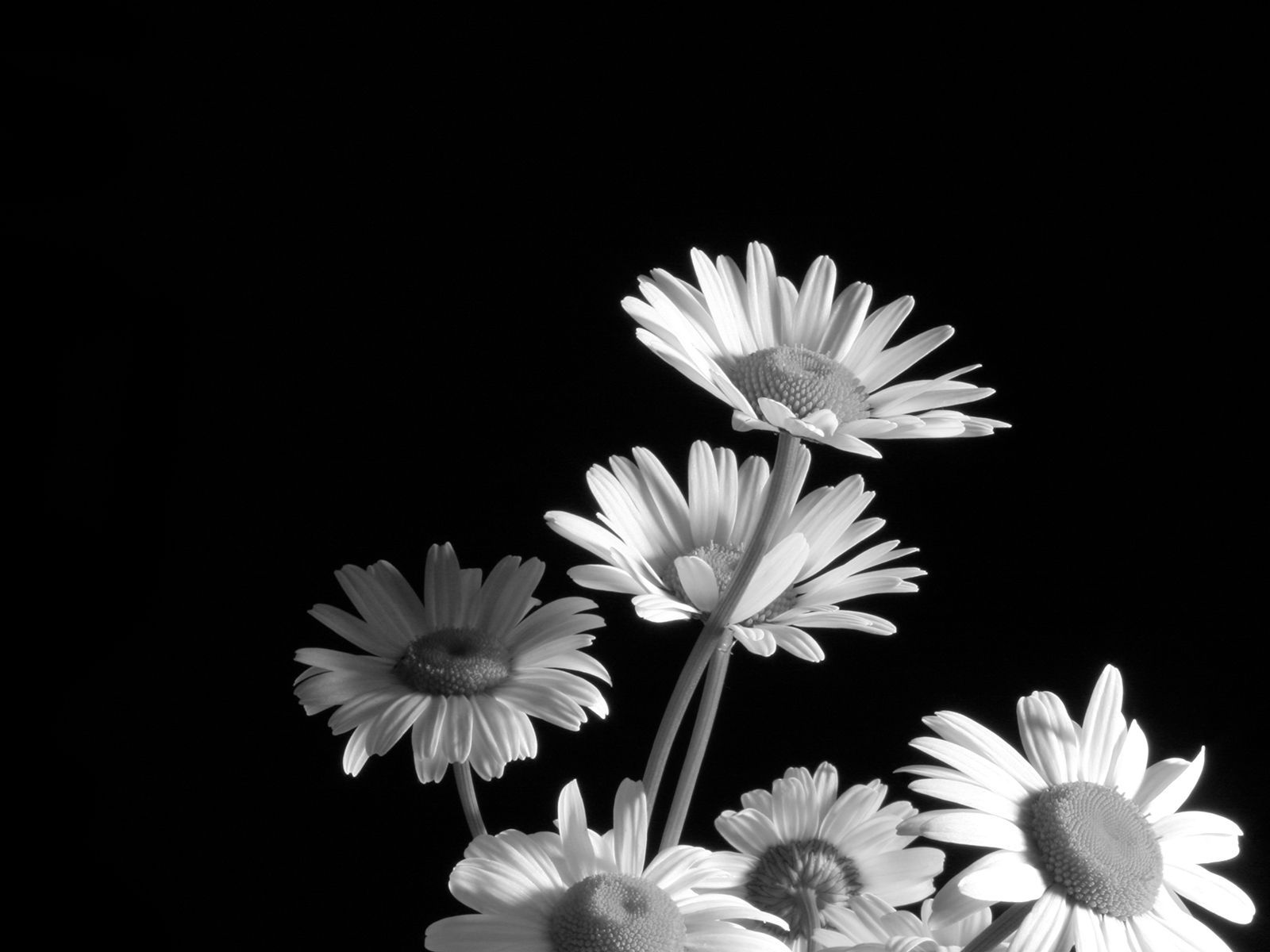 Black And White Daisy Wallpapers