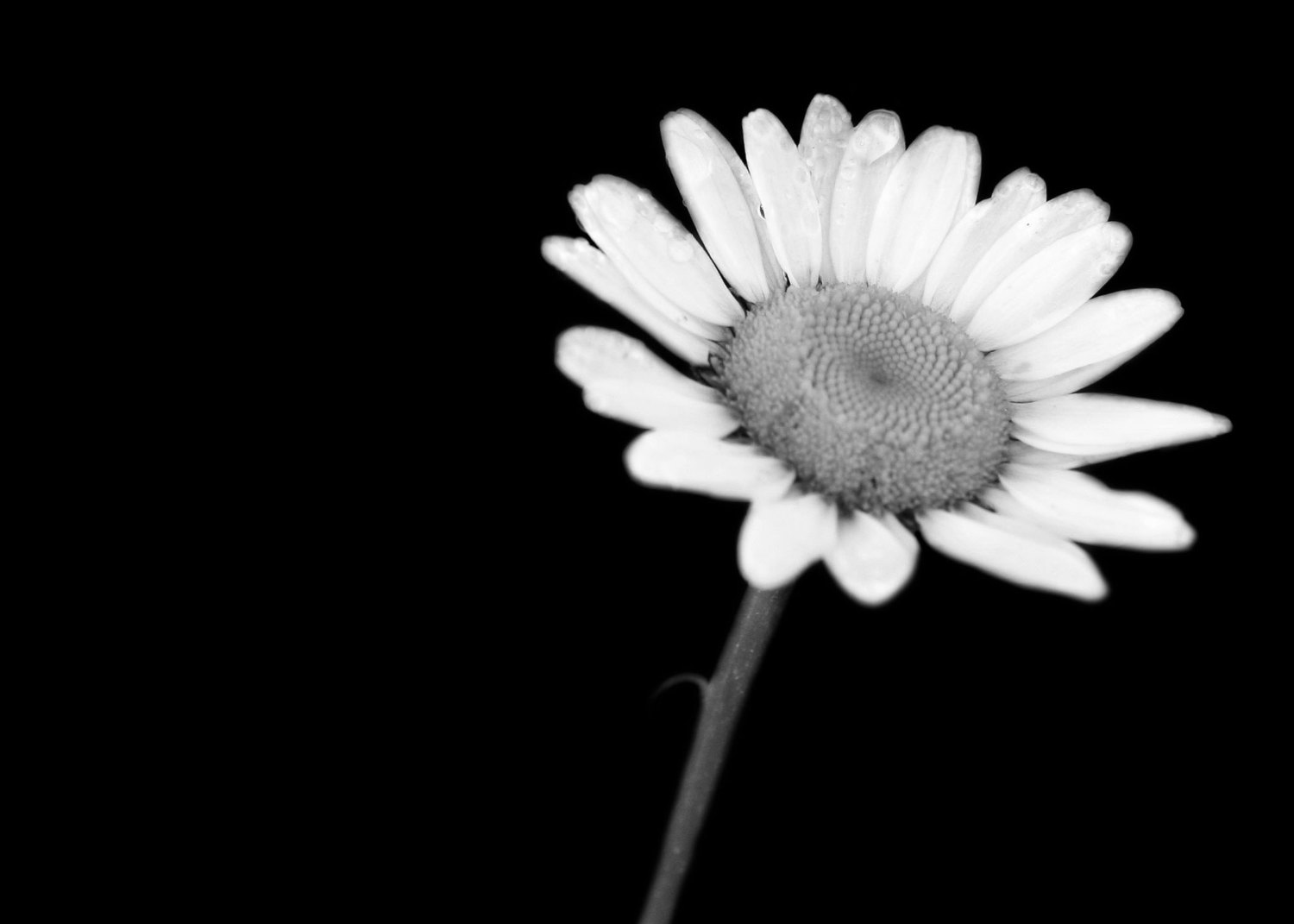 Black And White Daisy Wallpapers