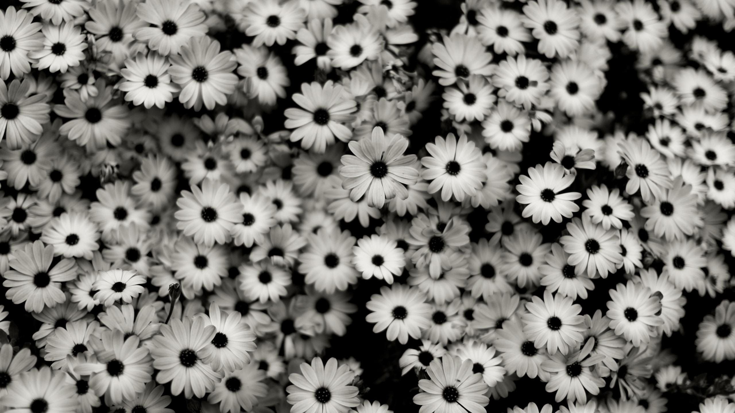 Black And White Daisy Wallpapers