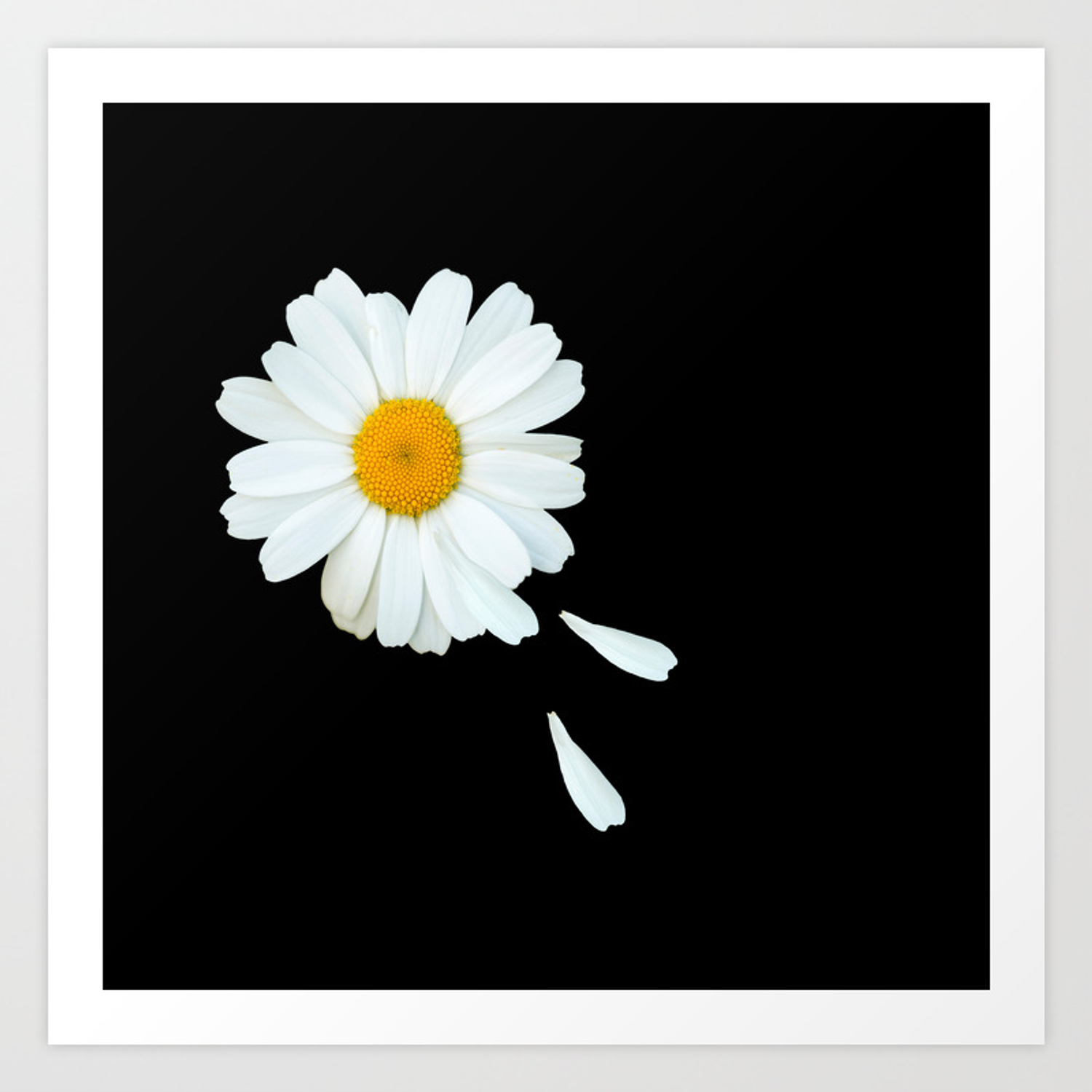 Black And White Daisy Wallpapers