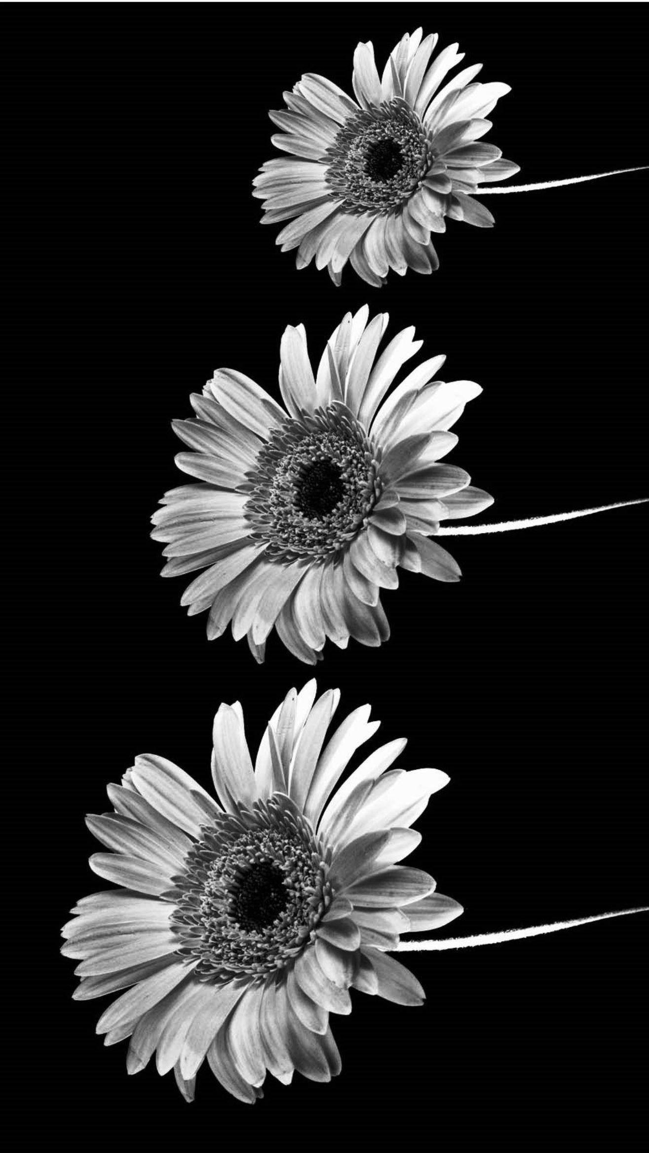 Black And White Daisy Wallpapers